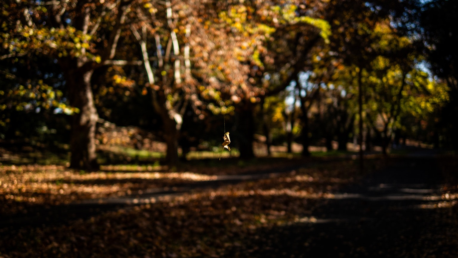 Scena di parco autunnale con alberi colorati e foglie cadute