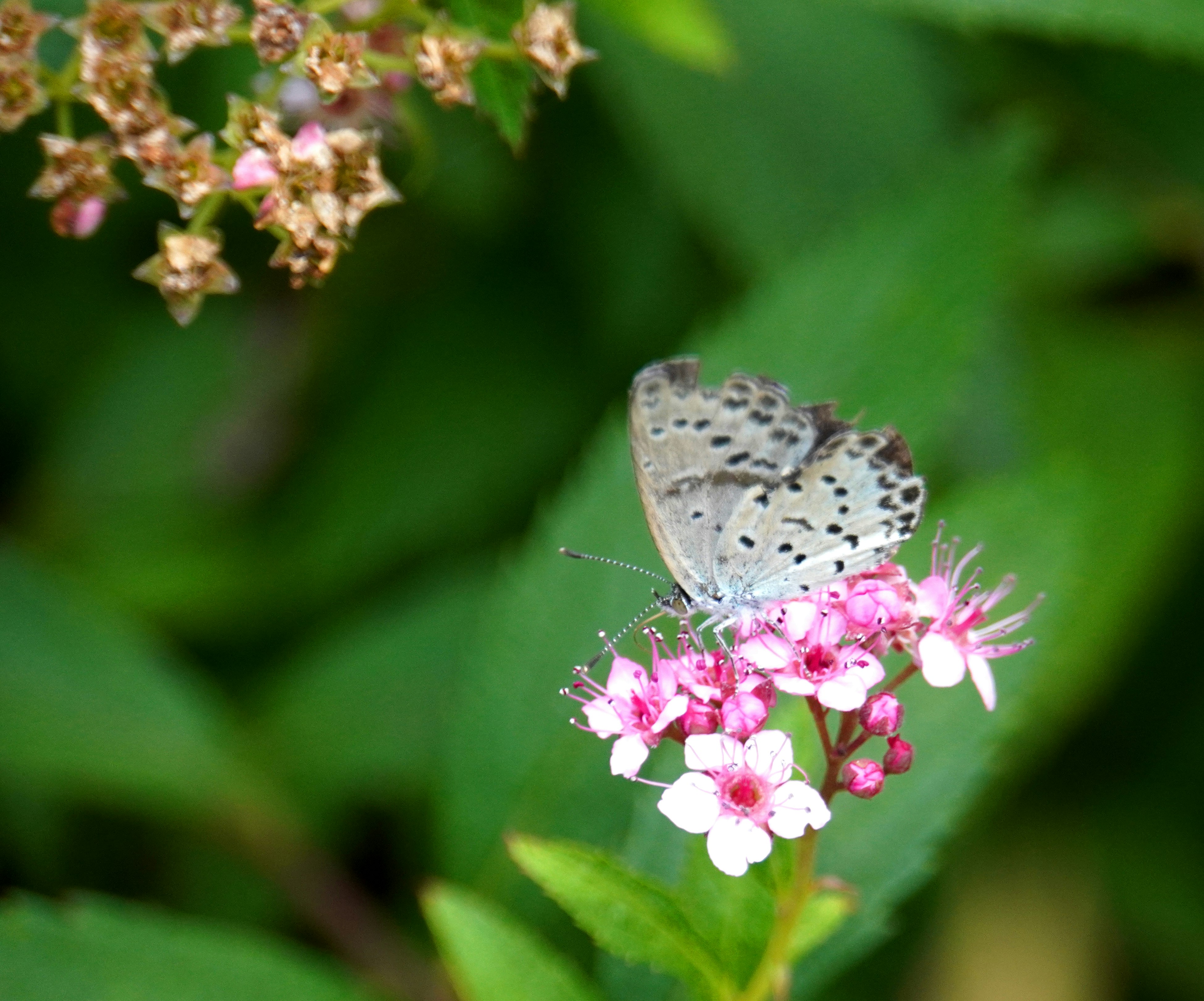ピンクの花にとまるヒョウ柄の蝶の接写
