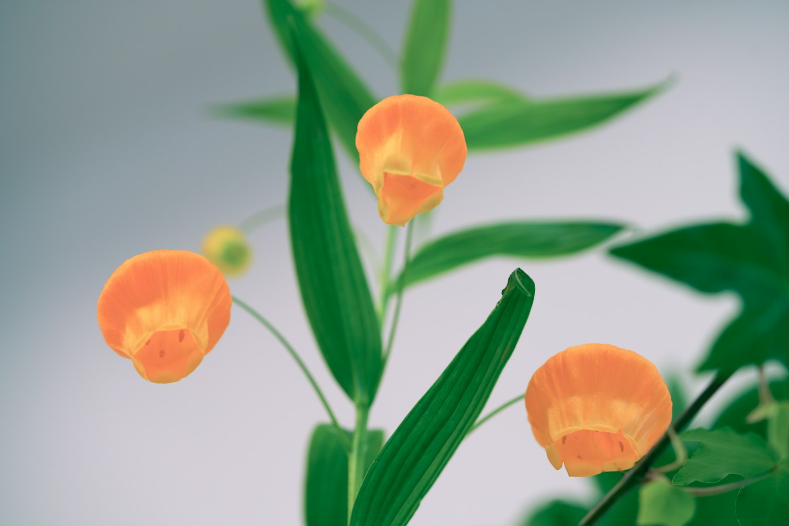 特写的植物，橙色花朵和绿色叶子