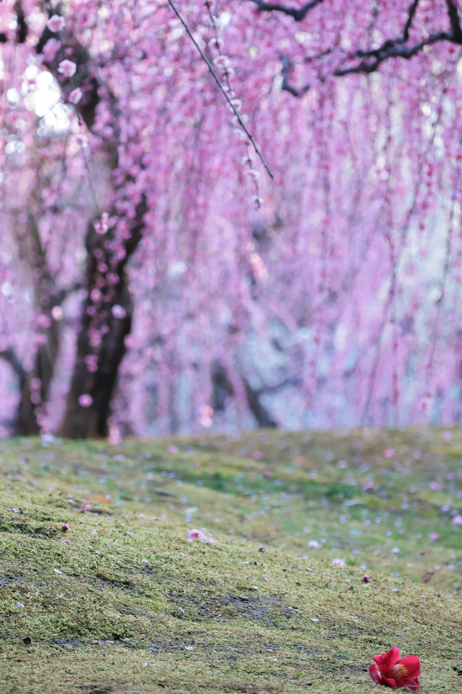 Bunga sakura menangis berwarna pink dengan pemandangan lumut hijau