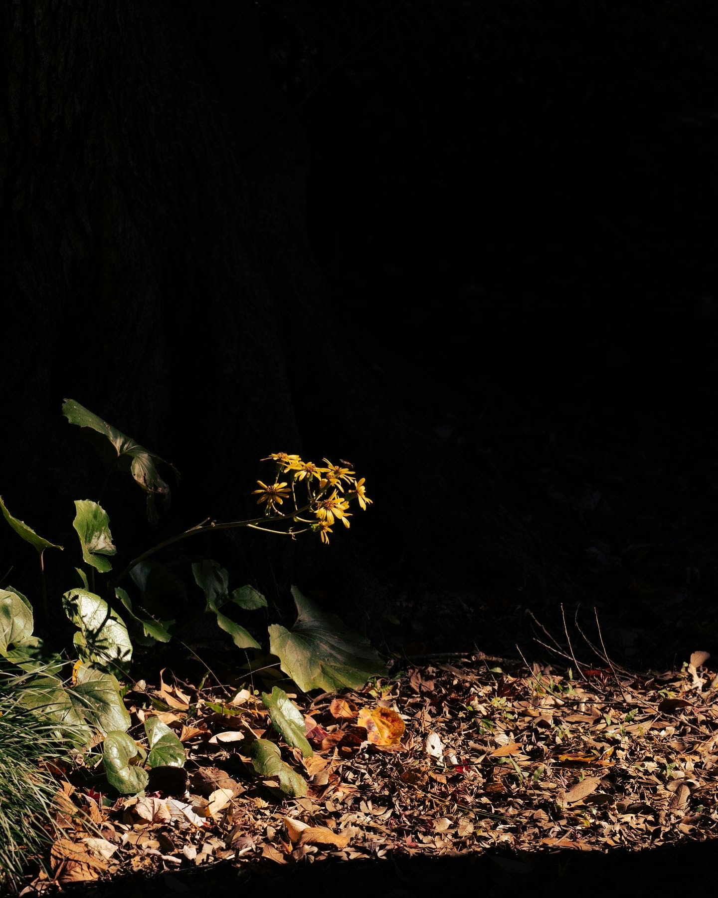 small flowers and fallen leaves on a dark forest floor