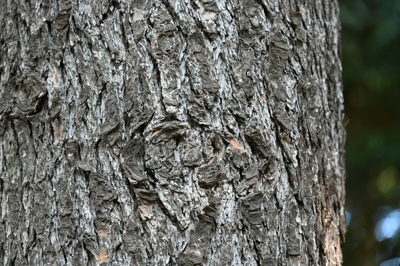 Close-up of tree bark texture and patterns