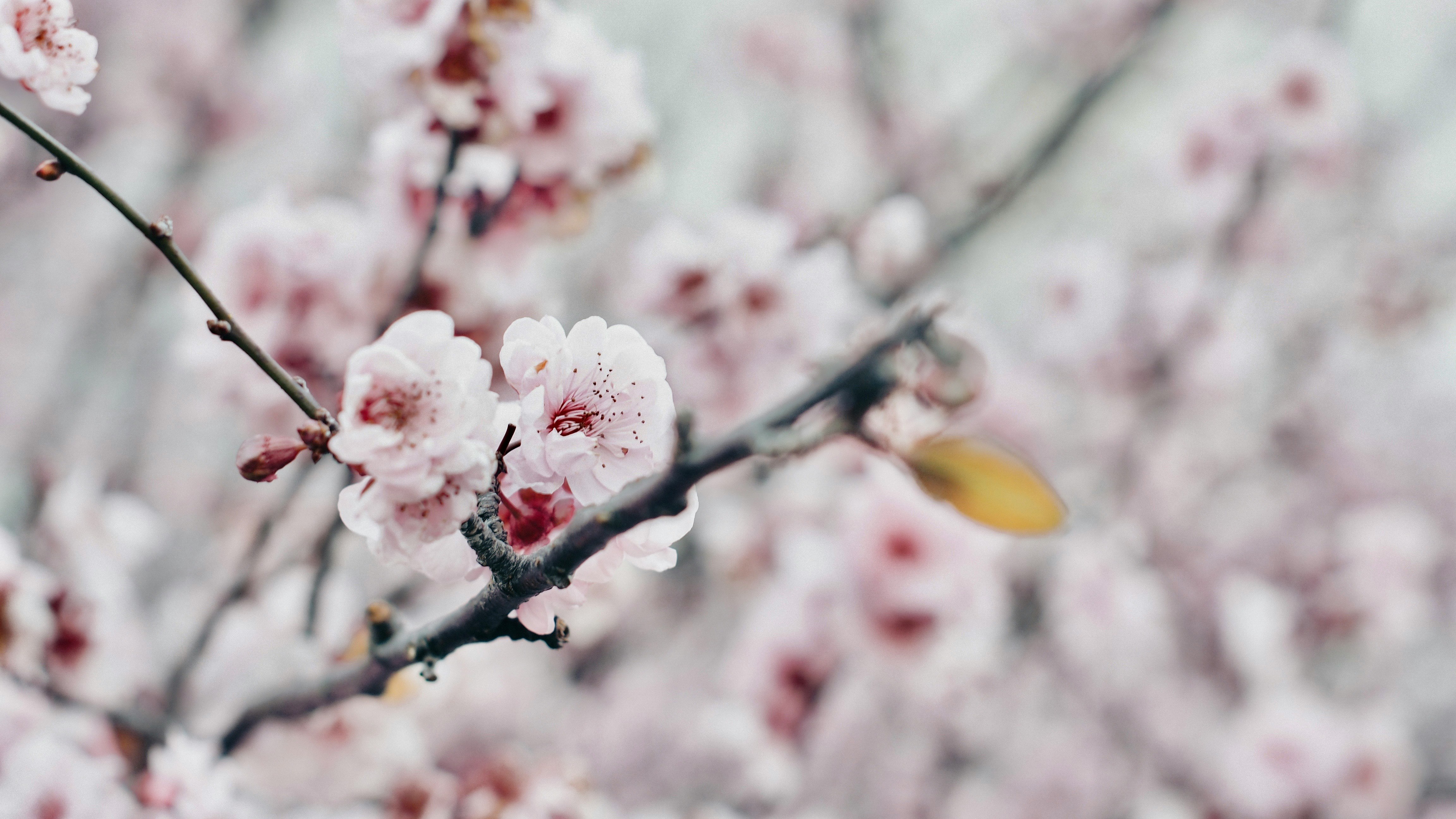 樱花枝头特写