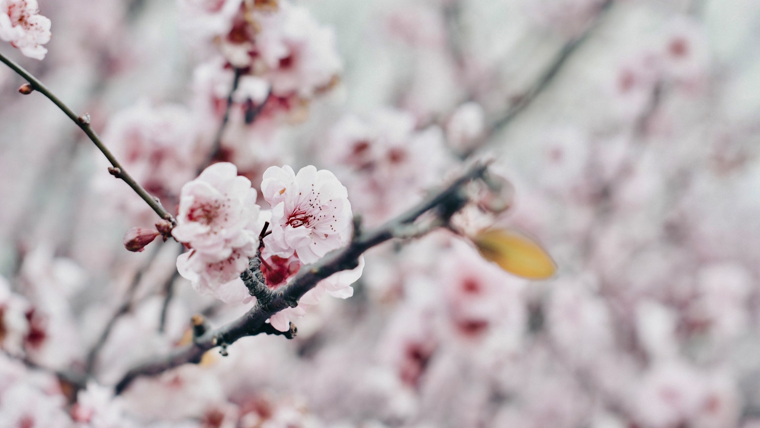 Primo piano di fiori di ciliegio su rami che segnalano l'arrivo della primavera