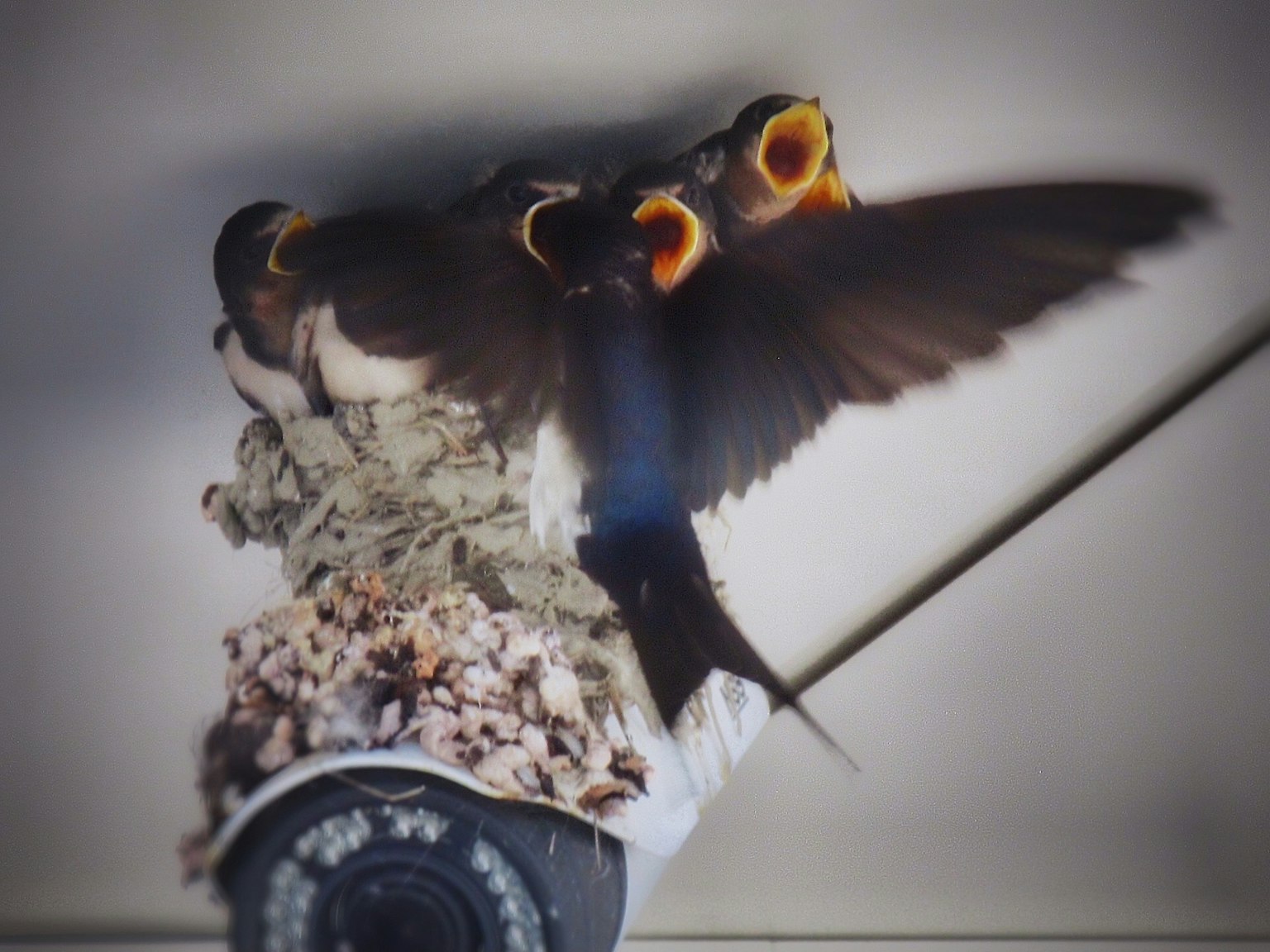 Jeunes hirondelles dans un nid avec un oiseau parent volant