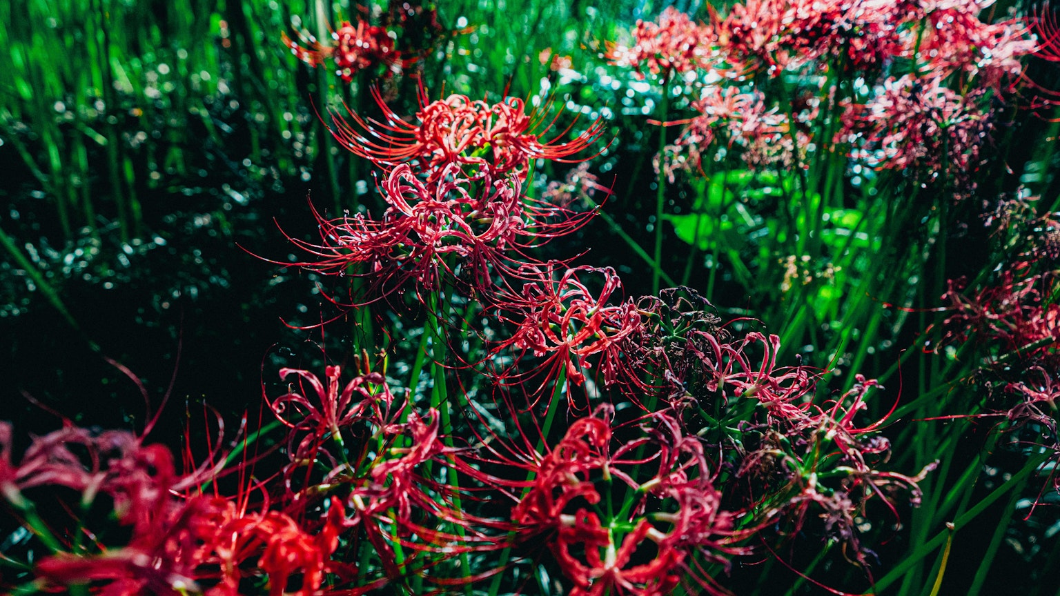 Schöne Landschaft mit roten Blumen auf grünem Hintergrund