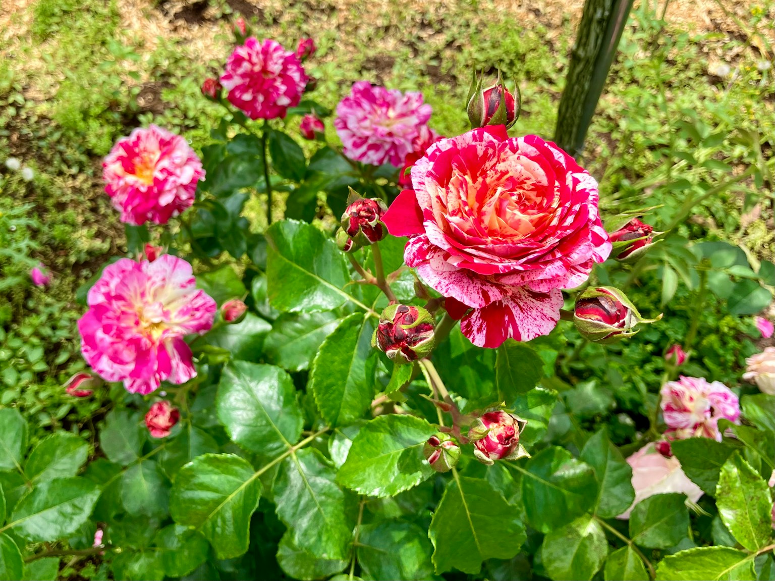 色彩斑斓的玫瑰盛开的花园场景