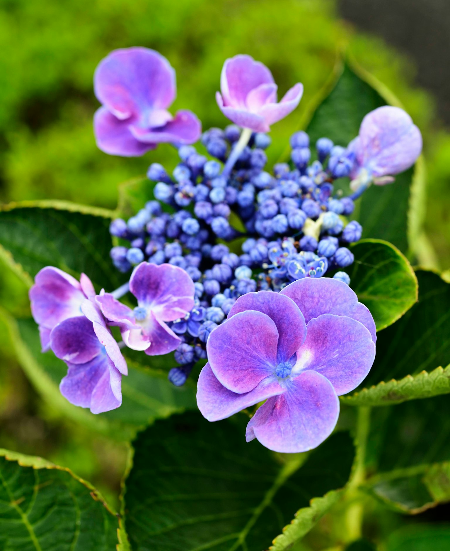 ดอกไฮเดรนเยียที่มีกลีบสีม่วงและตูมสีน้ำเงิน