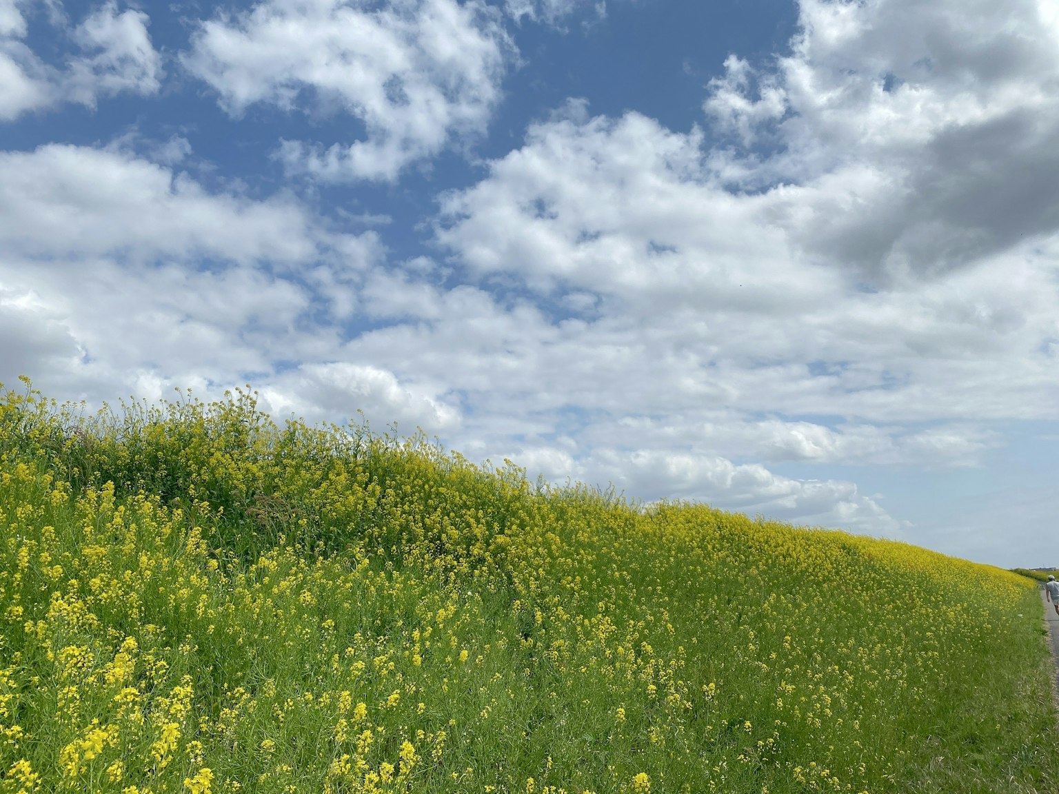 Campo di fiori gialli sotto un cielo blu con nuvole bianche
