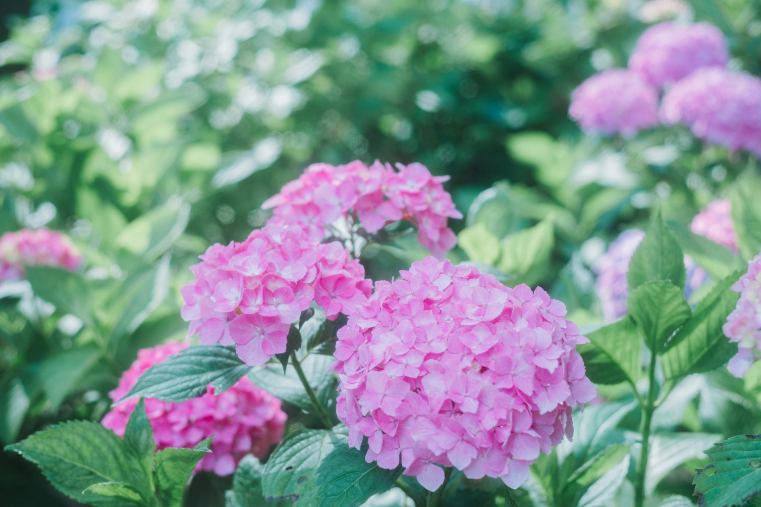 Fiori di ortensia rosa delicati che sbocciano su uno sfondo verde