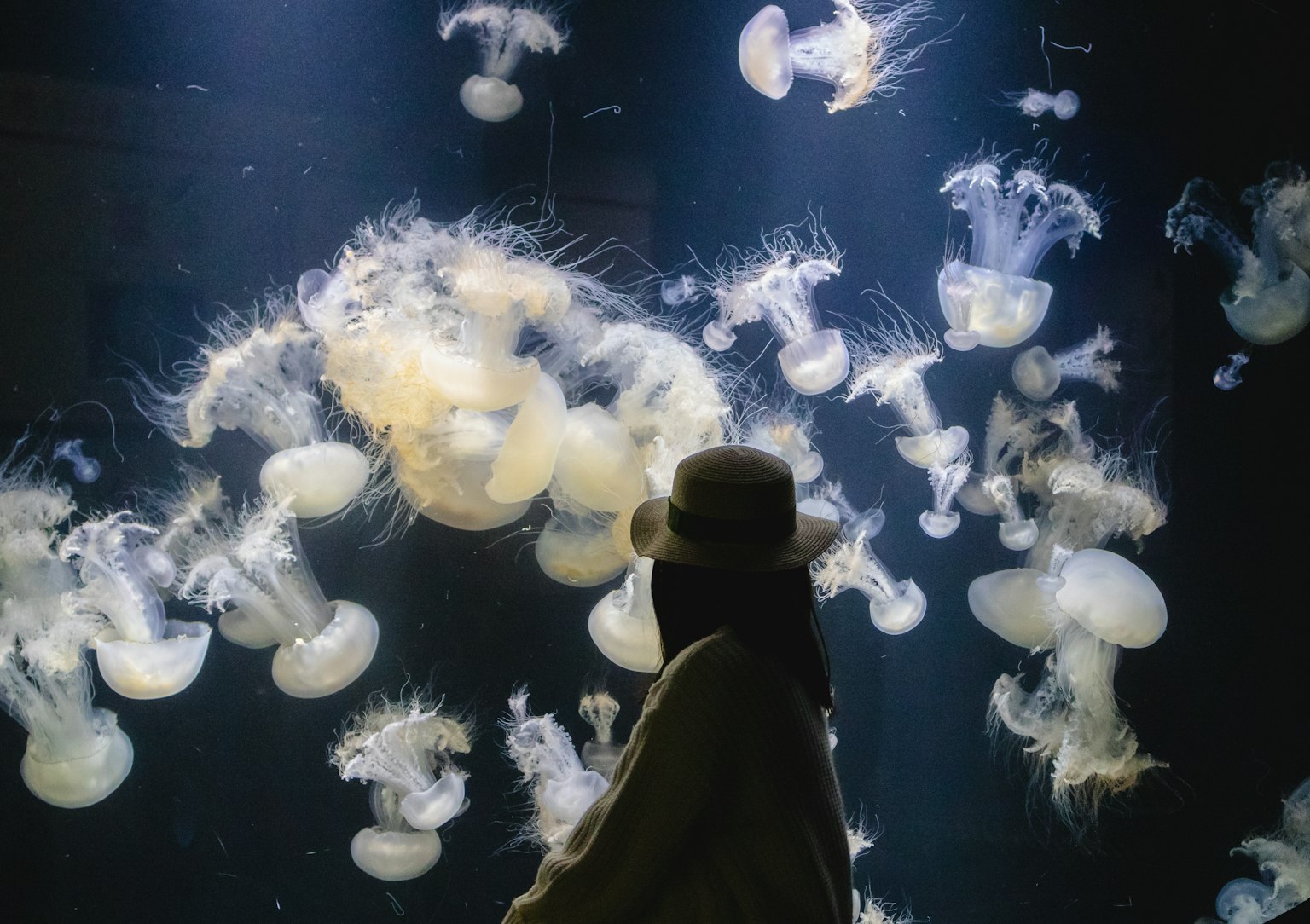 Silhouette di una donna con un cappello davanti a un acquario di meduse