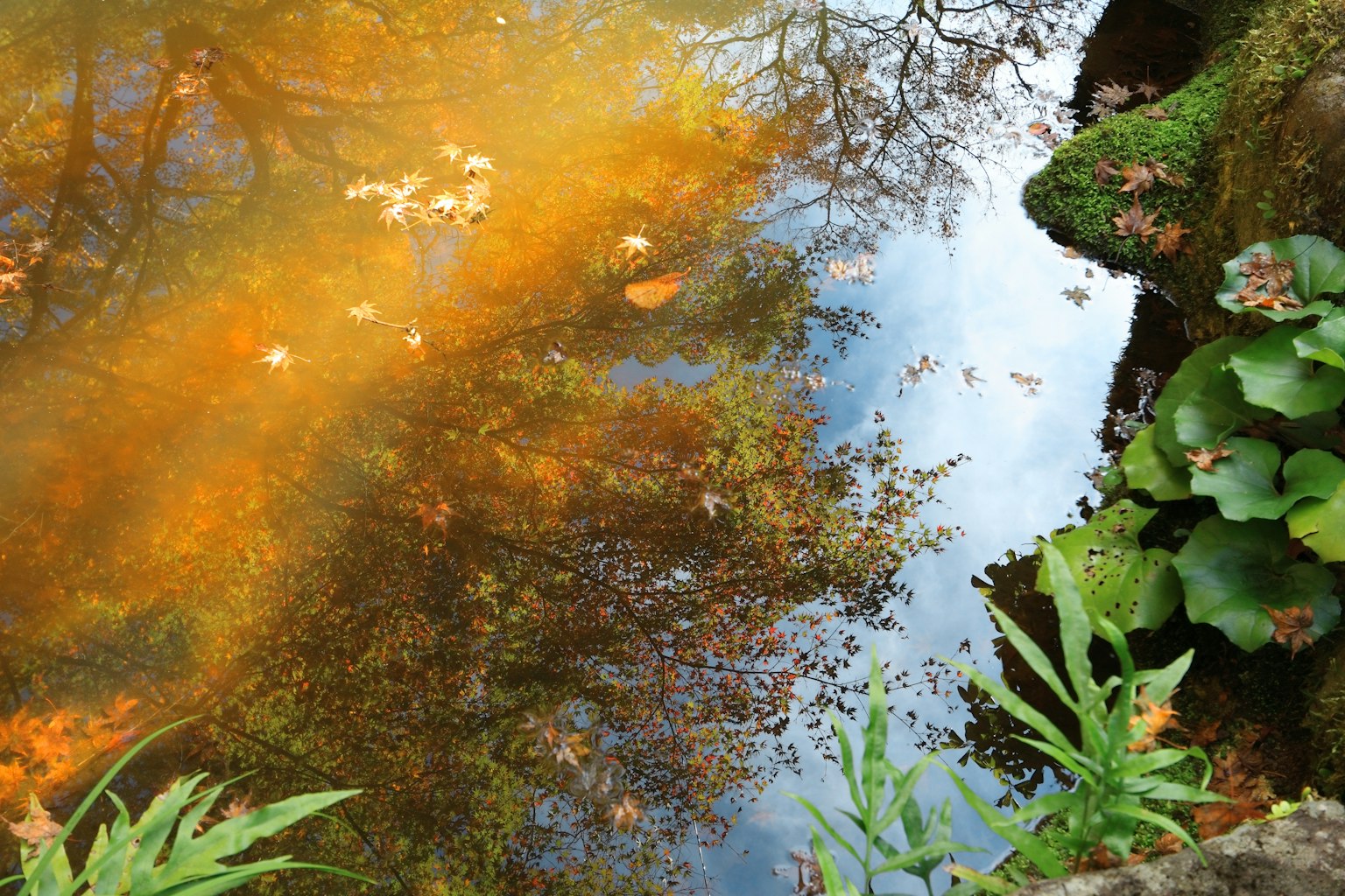 Reflets des arbres d'automne et des feuilles orange sur la surface de l'eau