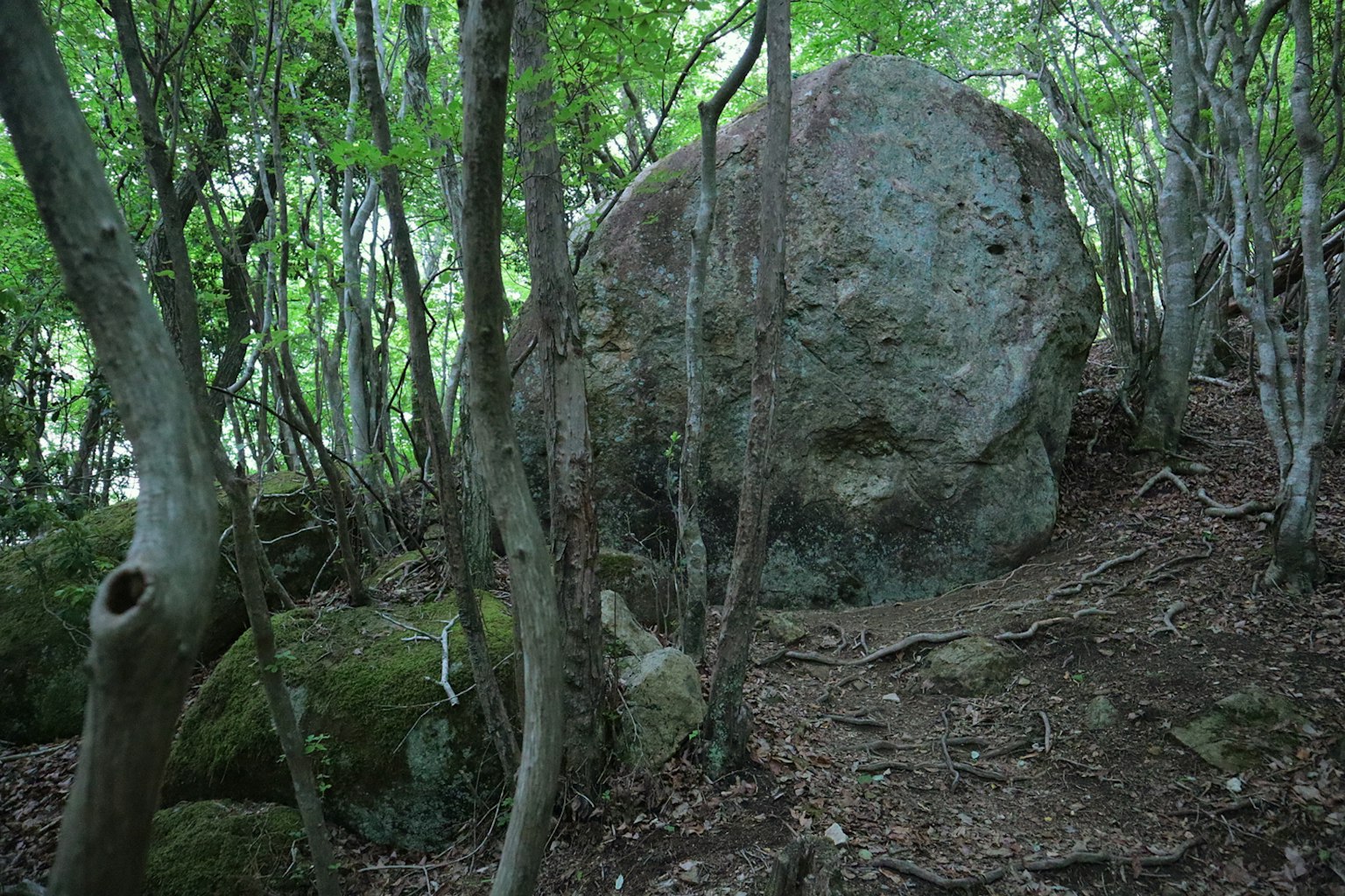 Ein großer Felsen umgeben von Bäumen in einem üppigen Wald