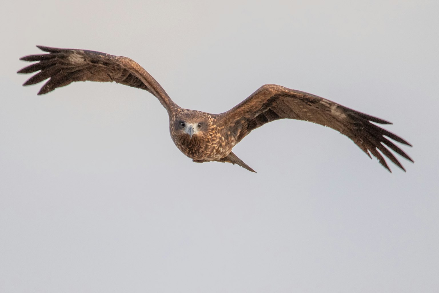 Immagine di un'aquila in volo con le ali spiegate che mostra la sua espressione