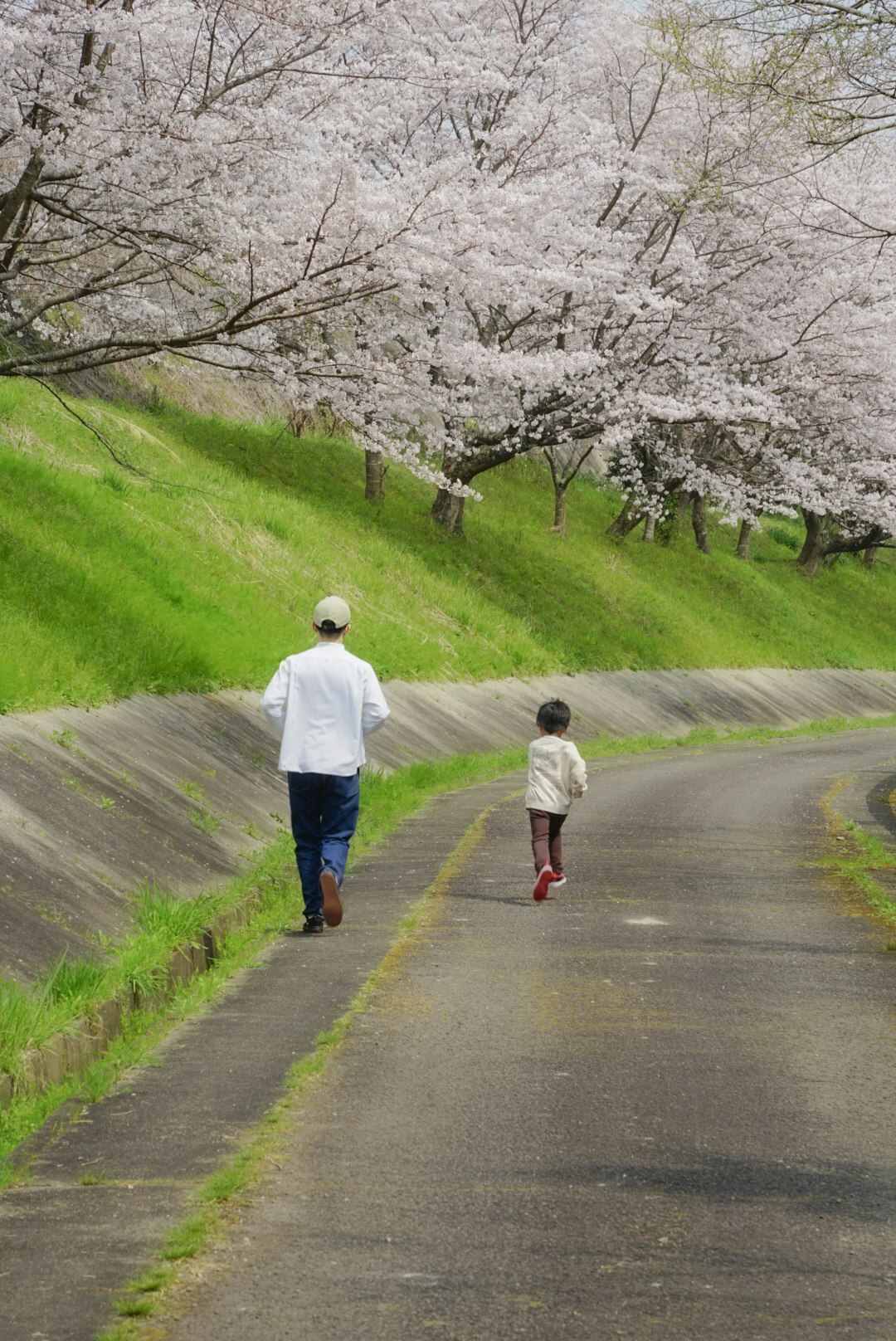 桜並木の続く丘の坂道を歩く親子