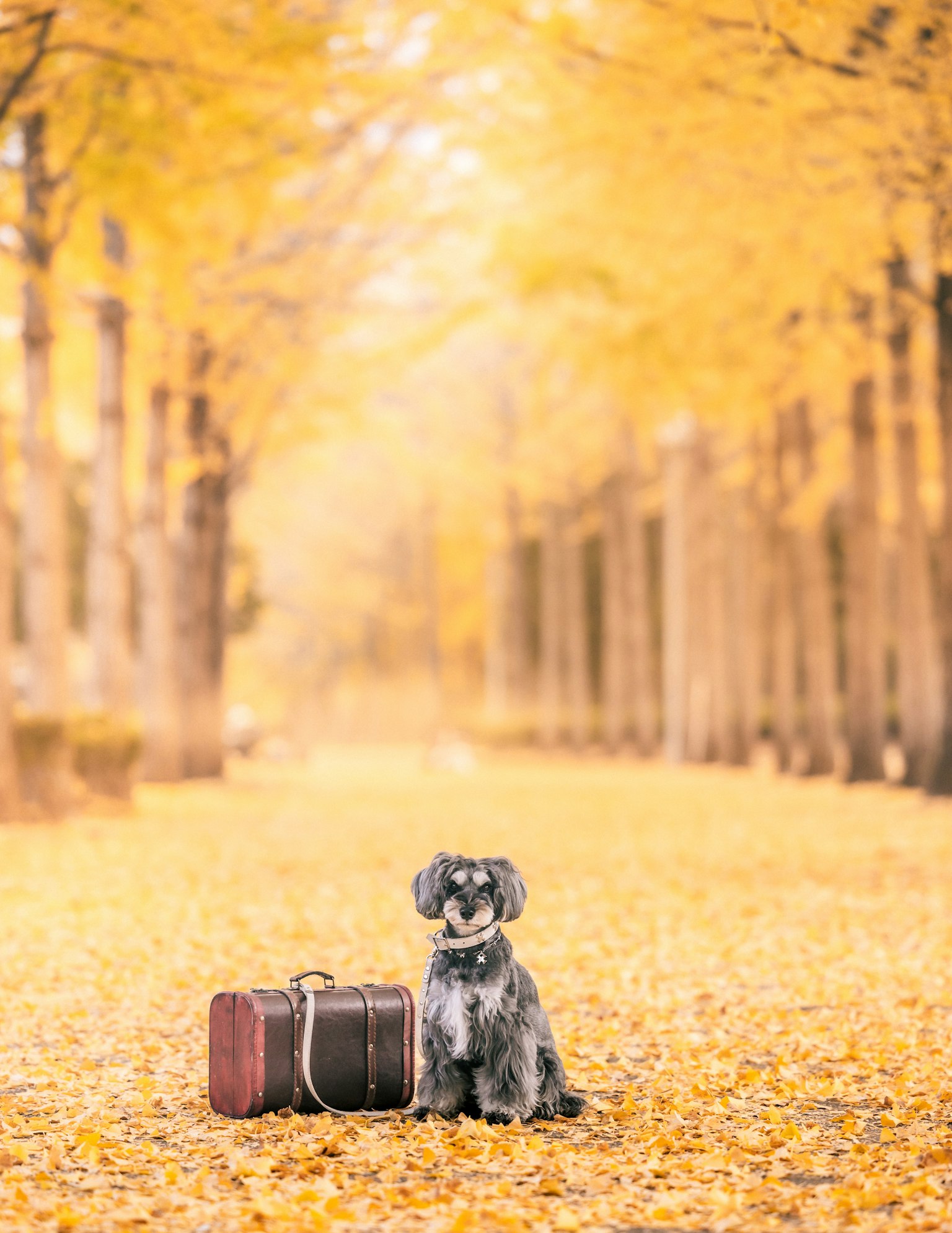 A dog sitting beside a suitcase in an autumn landscape