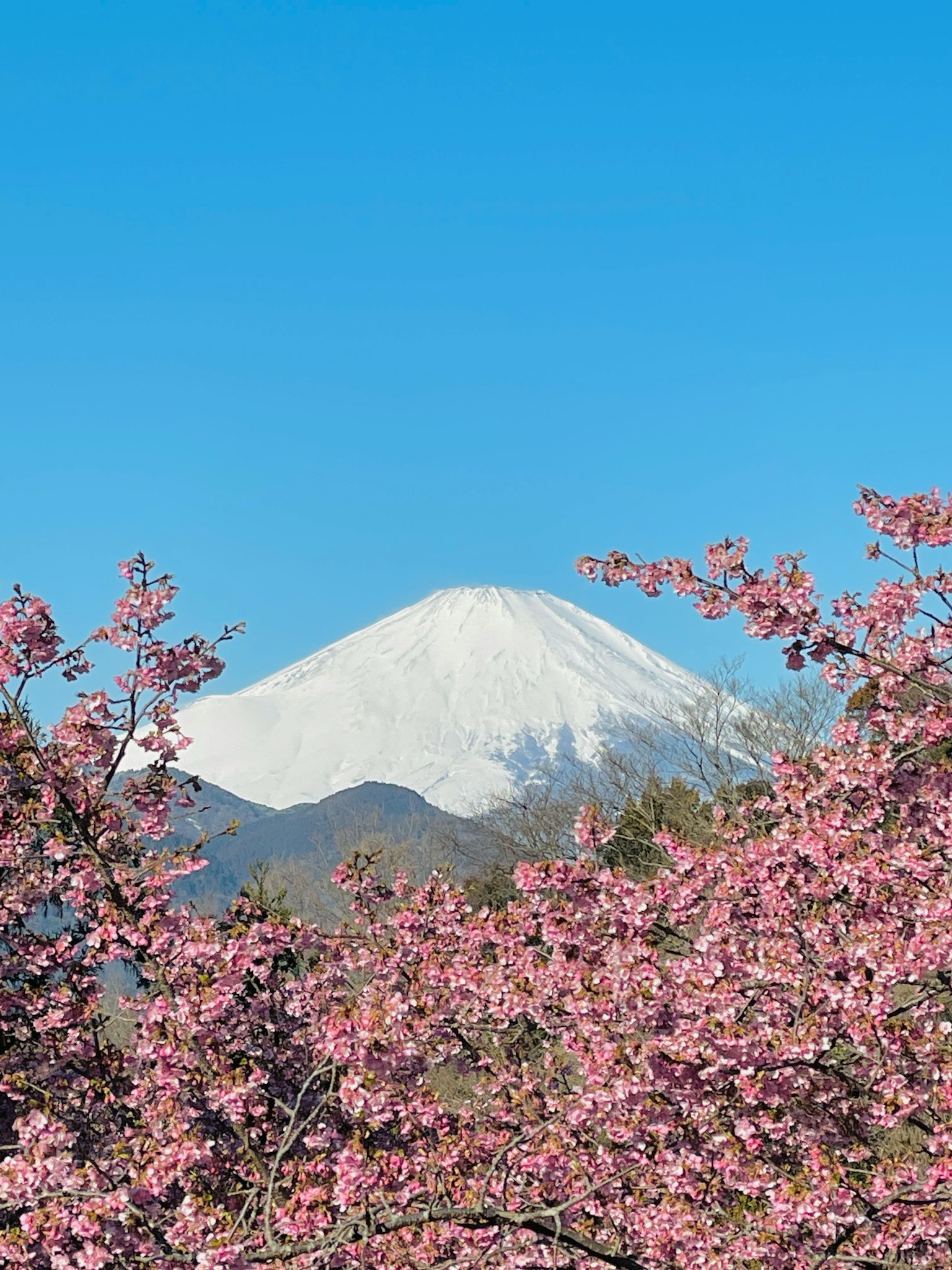 Scenic view of Mount Fuji framed by cherry blossom trees
