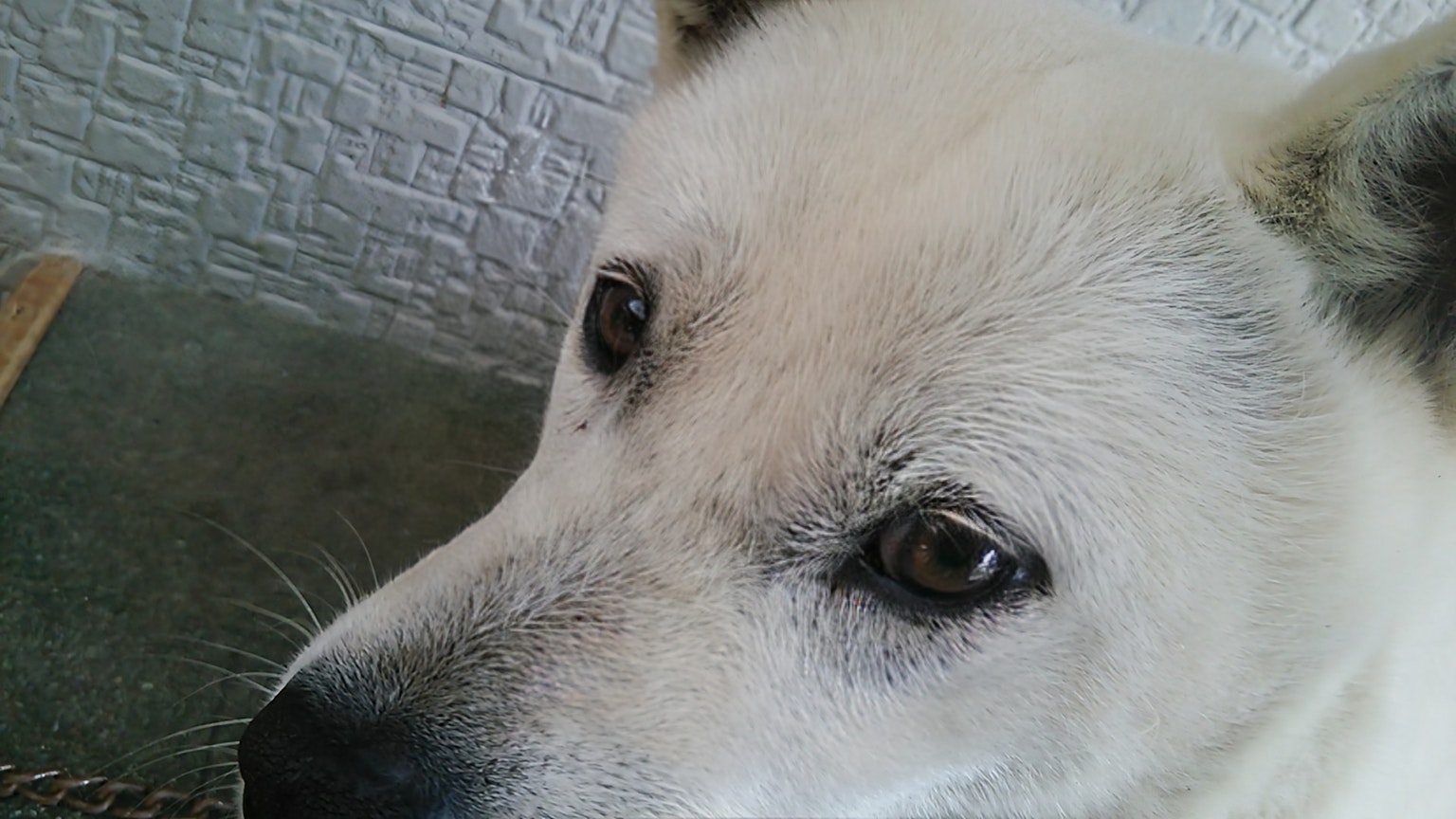 Acercamiento de un perro blanco con grandes ojos suaves