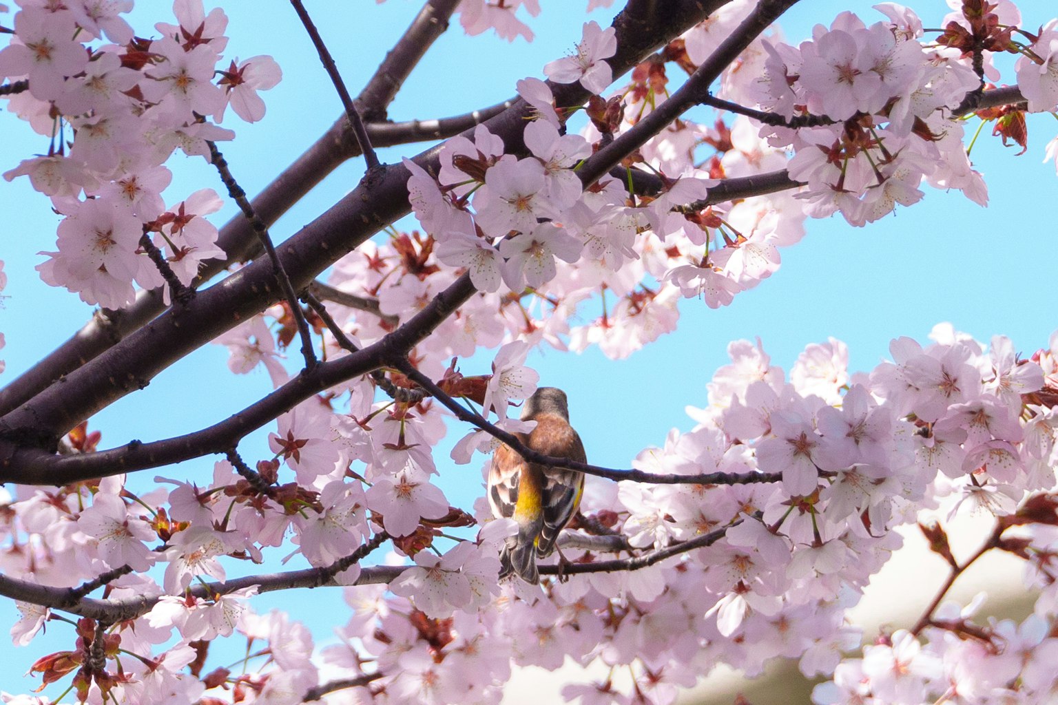 ภาพสวยของนกในดอกซากุระ
