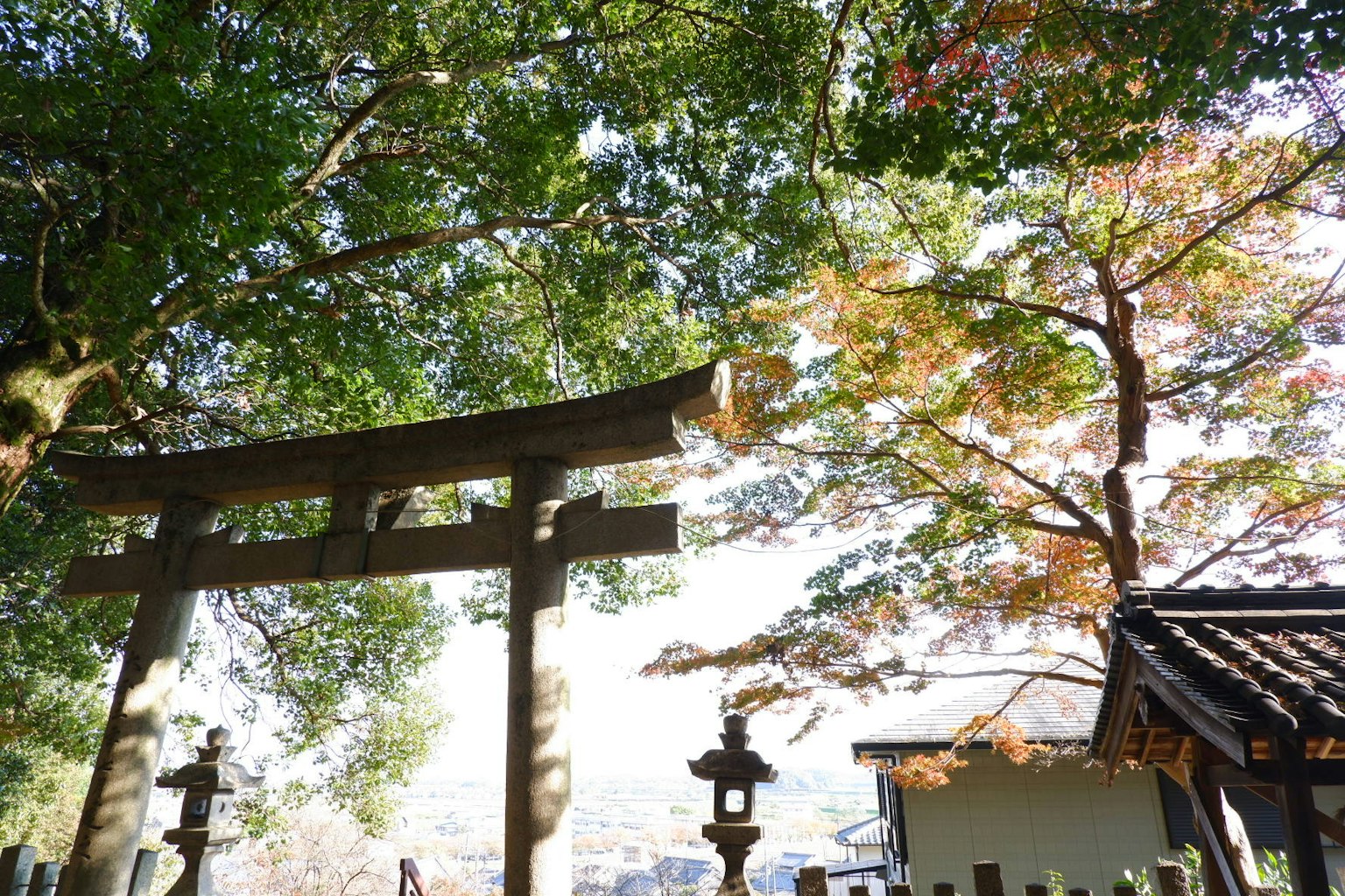 Pemandangan indah dengan gerbang torii dikelilingi oleh dedaunan musim gugur yang cerah