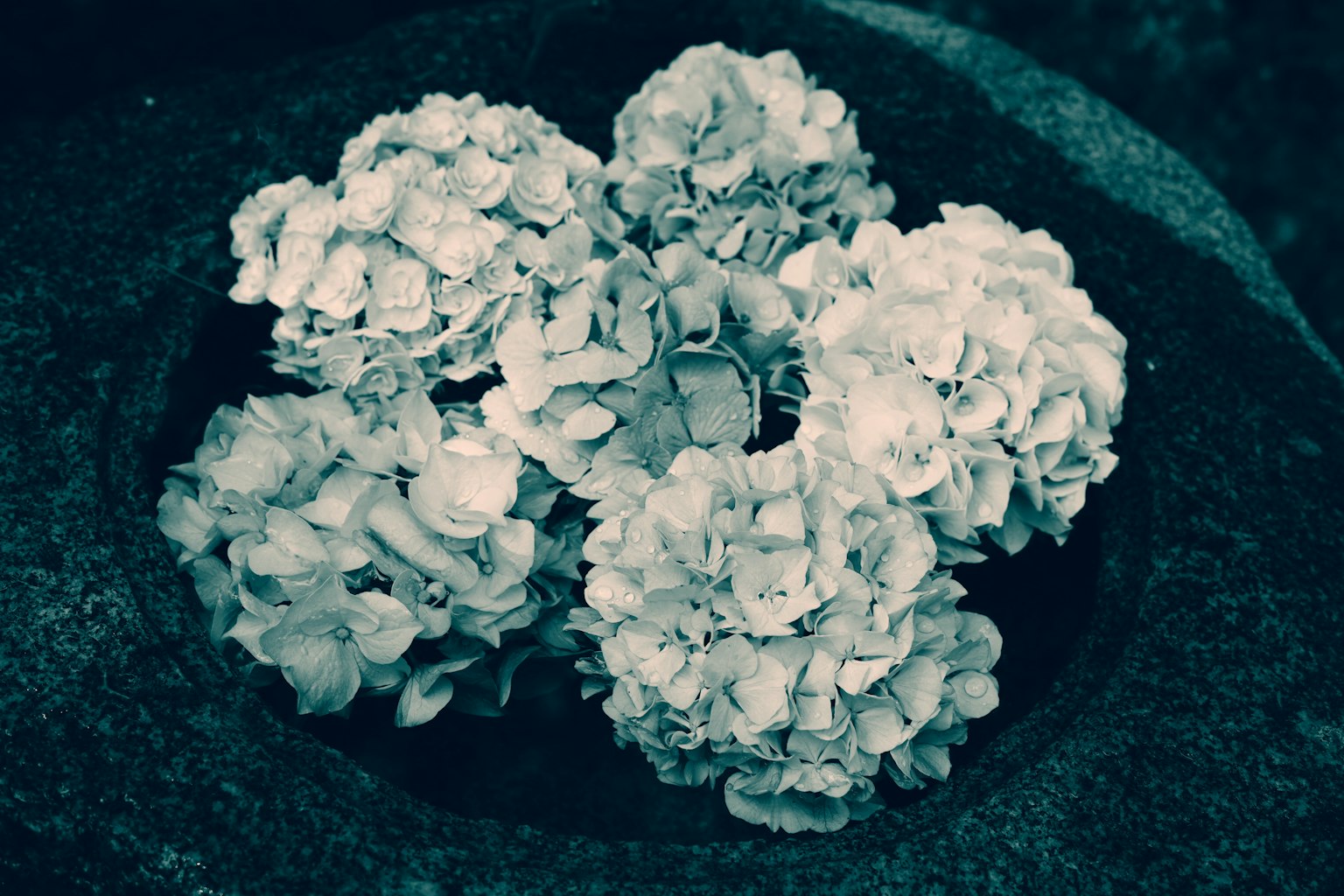 White flowers clustered in a dark background
