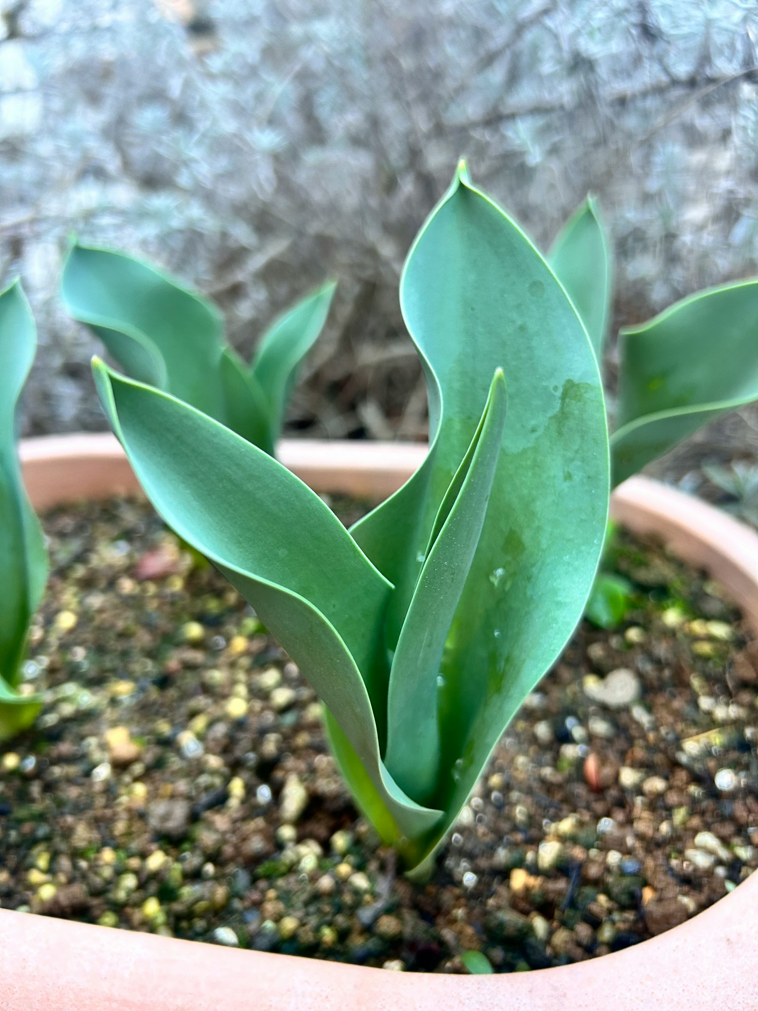 盆栽植物的特写，带有绿色叶子