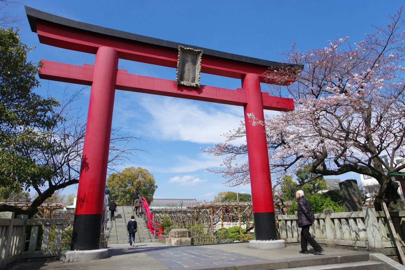 Cổng torii đỏ với cây anh đào