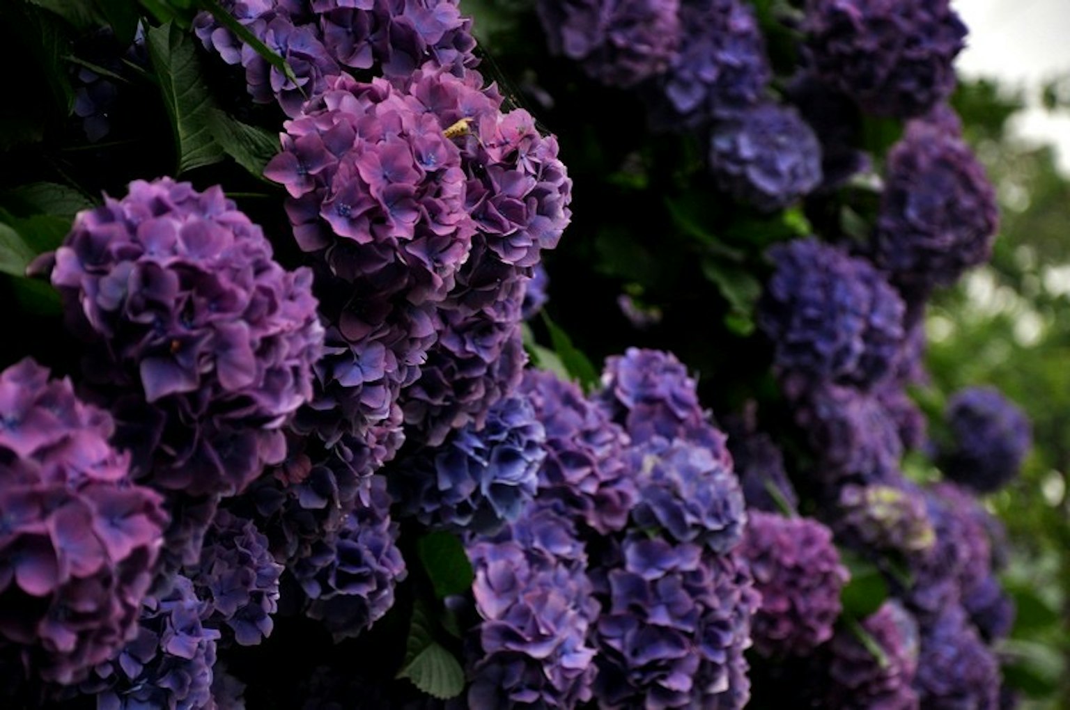 Grappoli di fiori di ortensia viola in fiore
