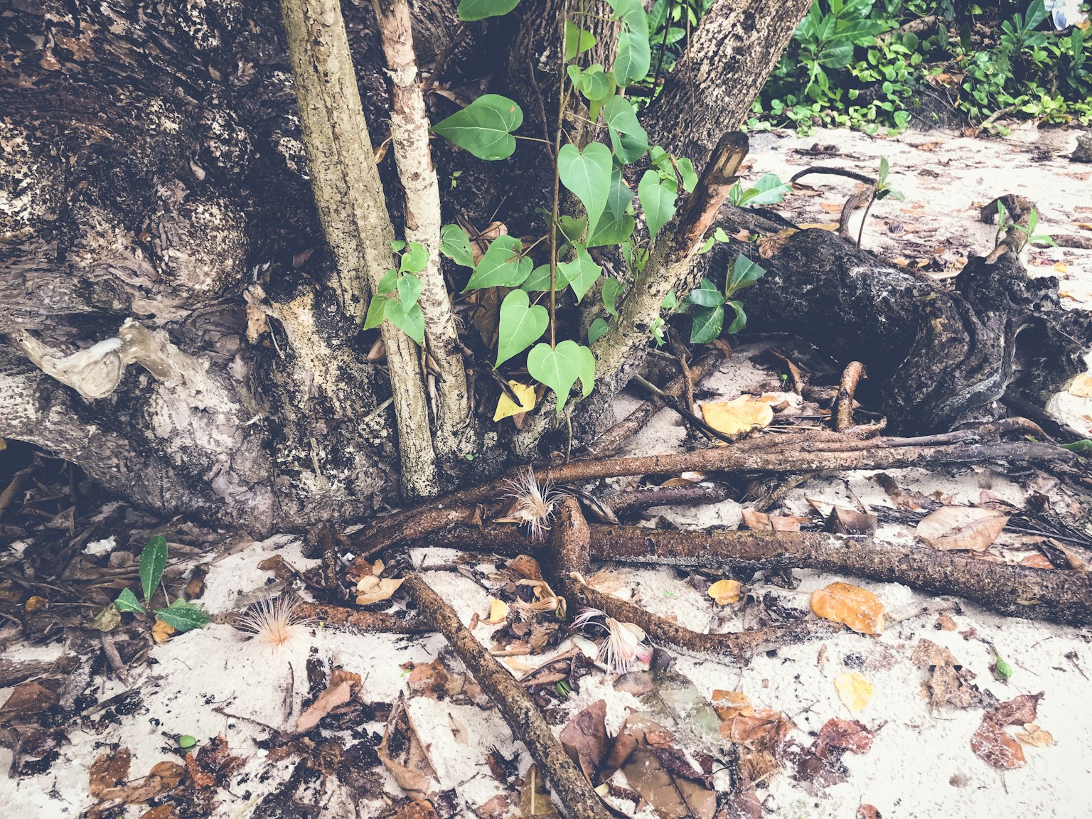 Close-up of tree roots with green leaves and fallen leaves