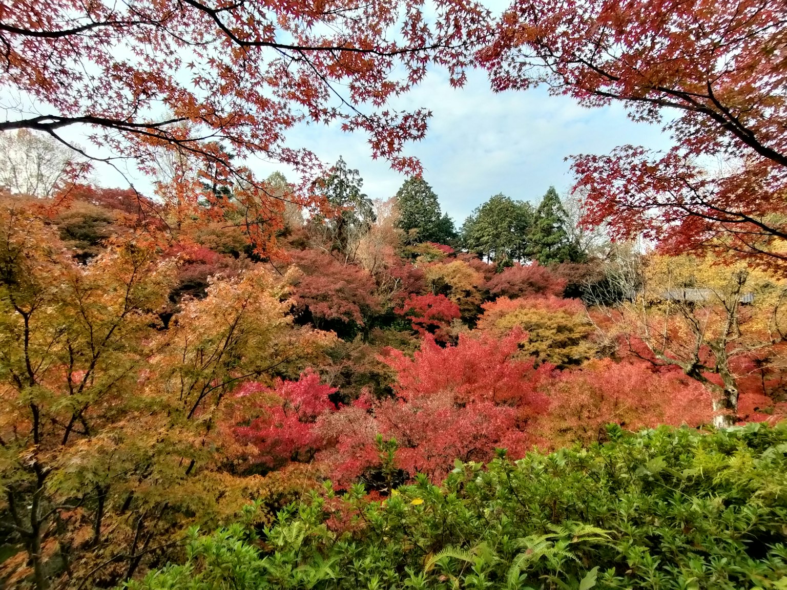Vibrant autumn foliage landscape with red and orange leaves