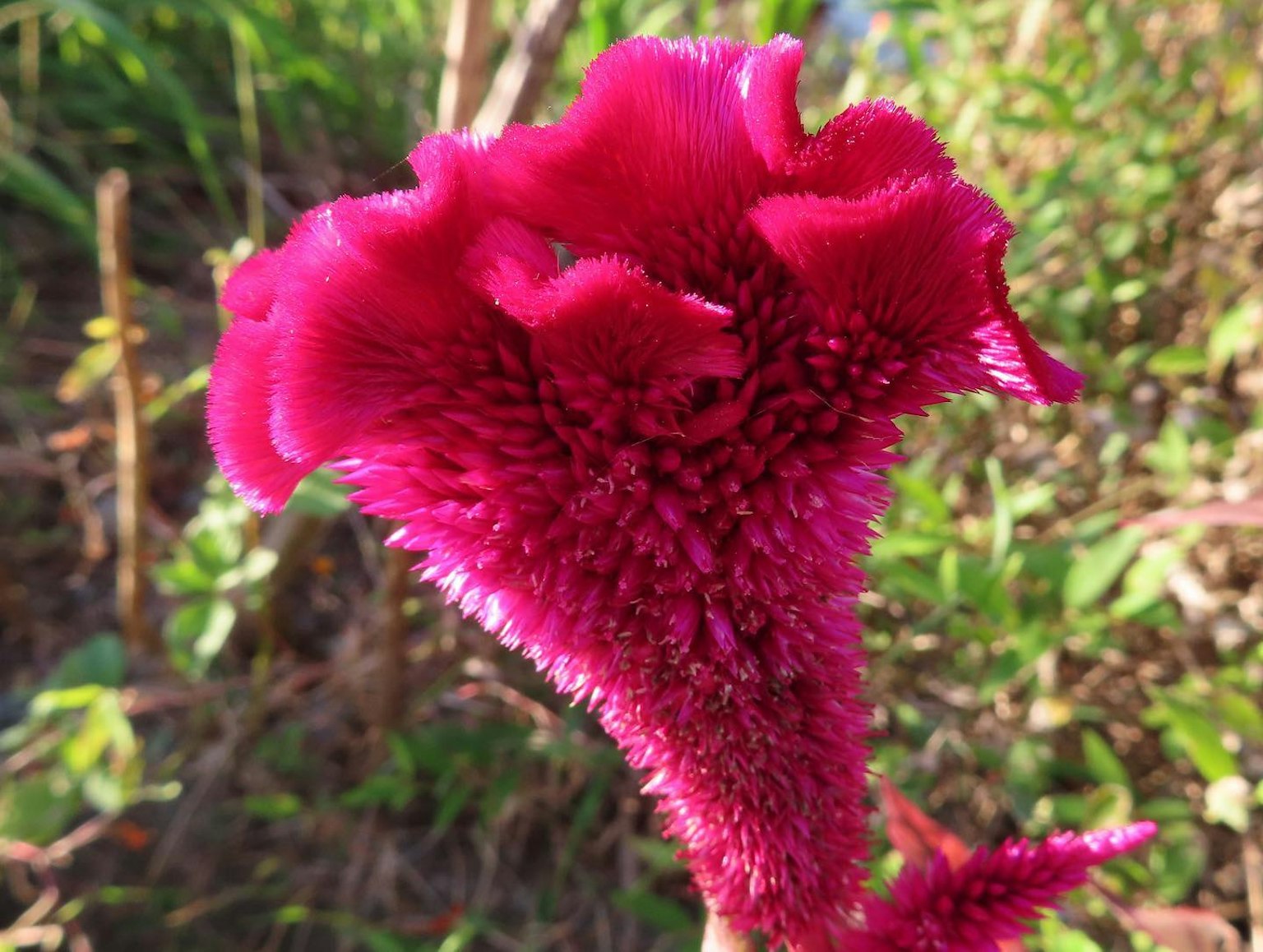Close-up bunga jengger ayam merah yang cerah