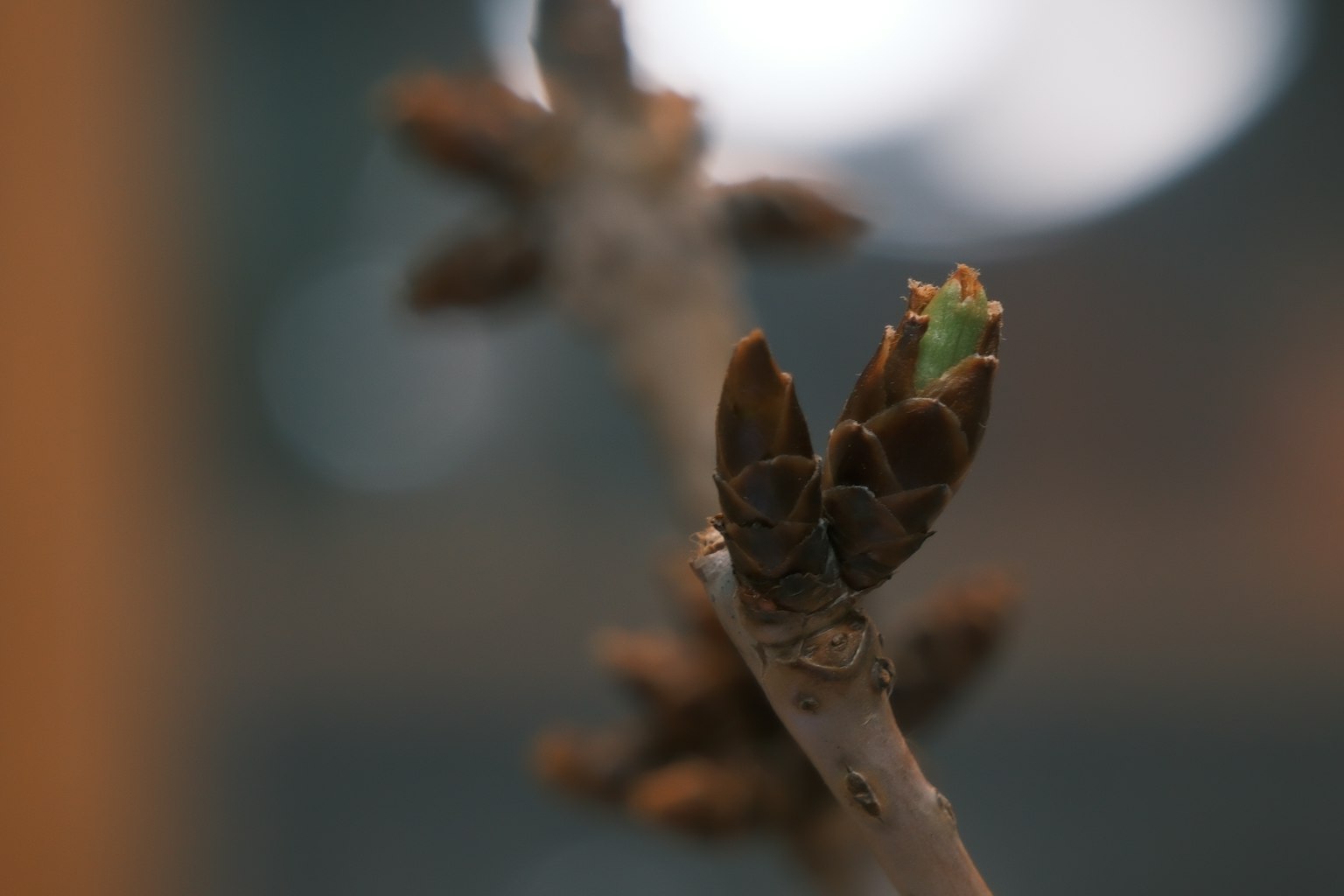 Image en gros plan d'une branche avec des bourgeons émergeants