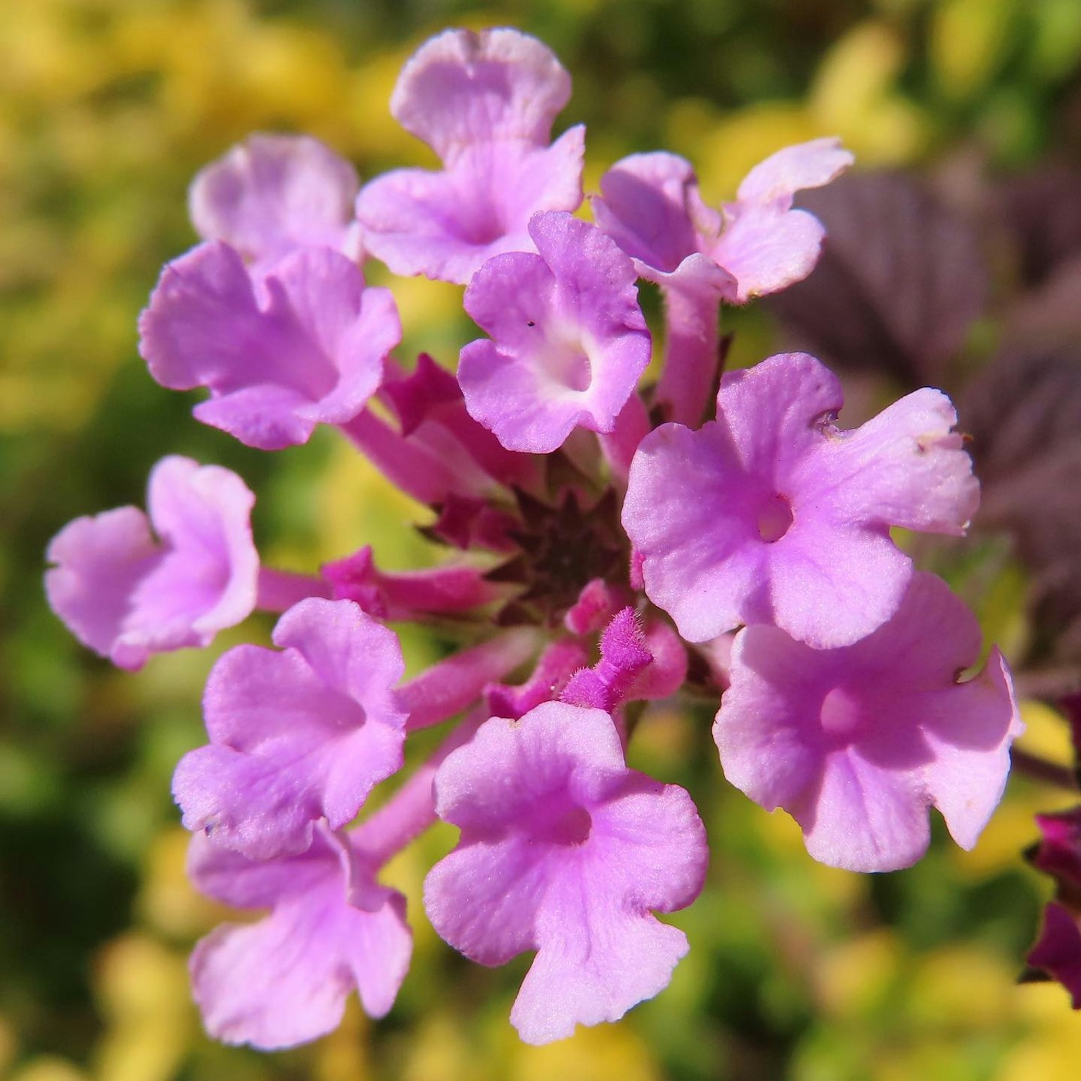 Cluster of vibrant purple flowers in full bloom