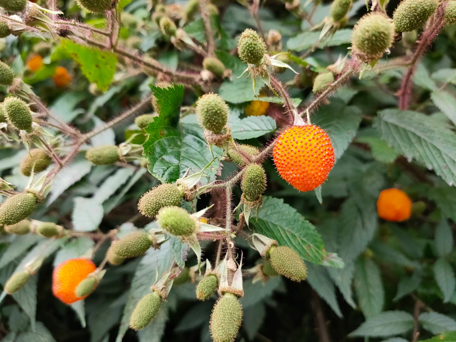 A branch with orange fruit and green leaves of a plant