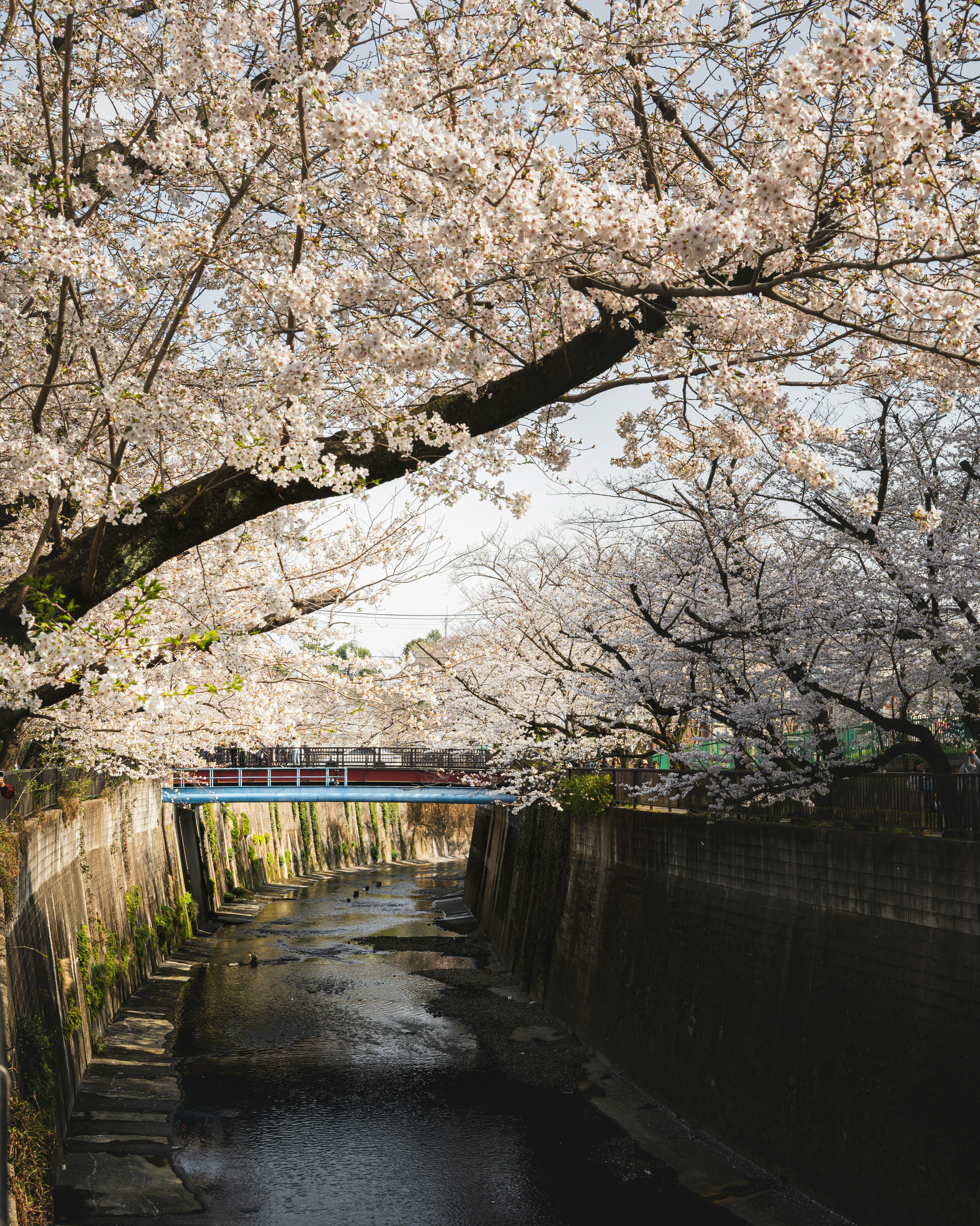 桜並木の小道と水路にかかる橋のある東京の春