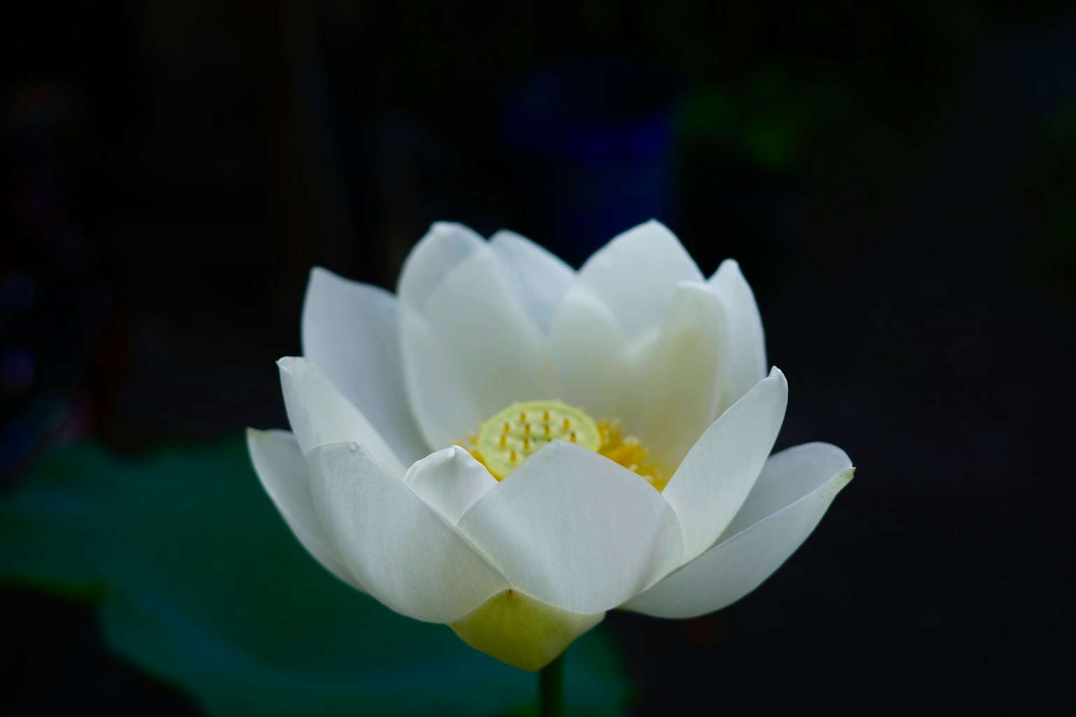 어두운 배경에 핀 흰색 연꽃