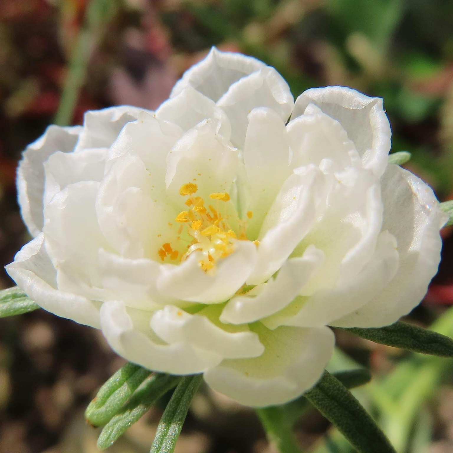 Primo piano di un bellissimo fiore con petali bianchi