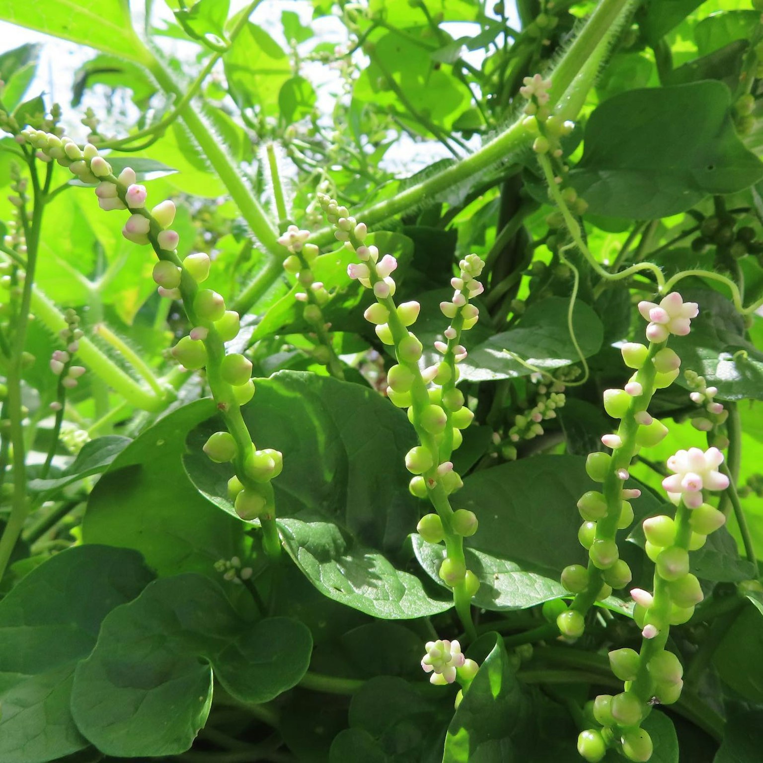 爬藤植物的特写，淡粉色花朵被绿色叶子包围