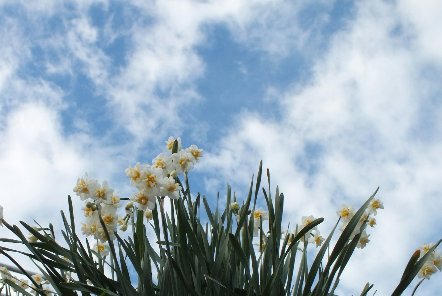 Flores blancas y hojas verdes contra un cielo azul