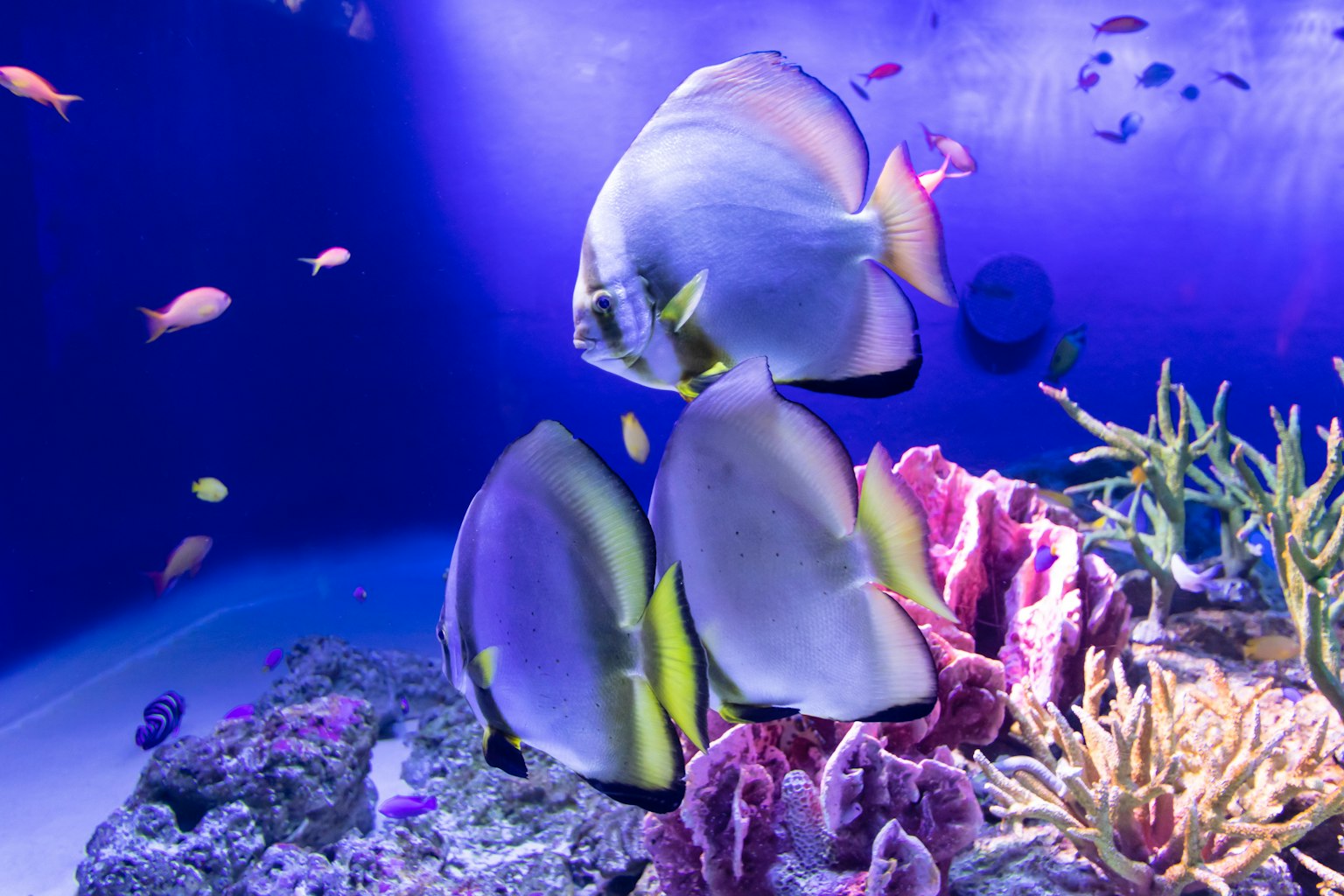 Colorful fish swimming in a vibrant blue aquarium with coral
