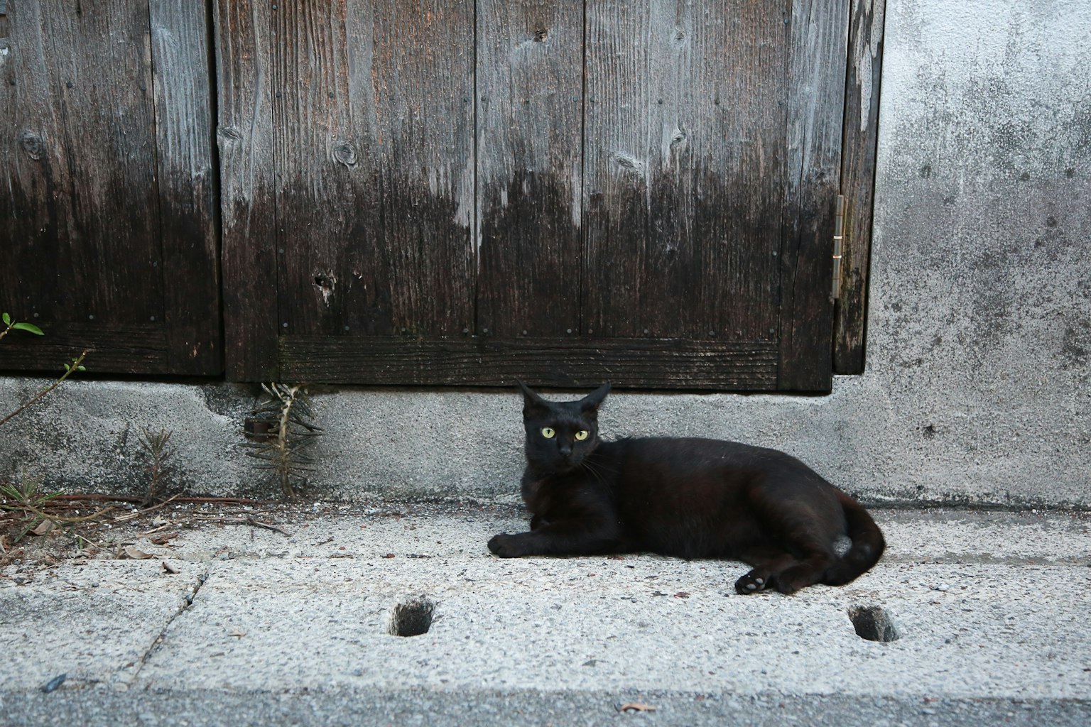 Seekor kucing hitam berbaring di depan pintu kayu tua