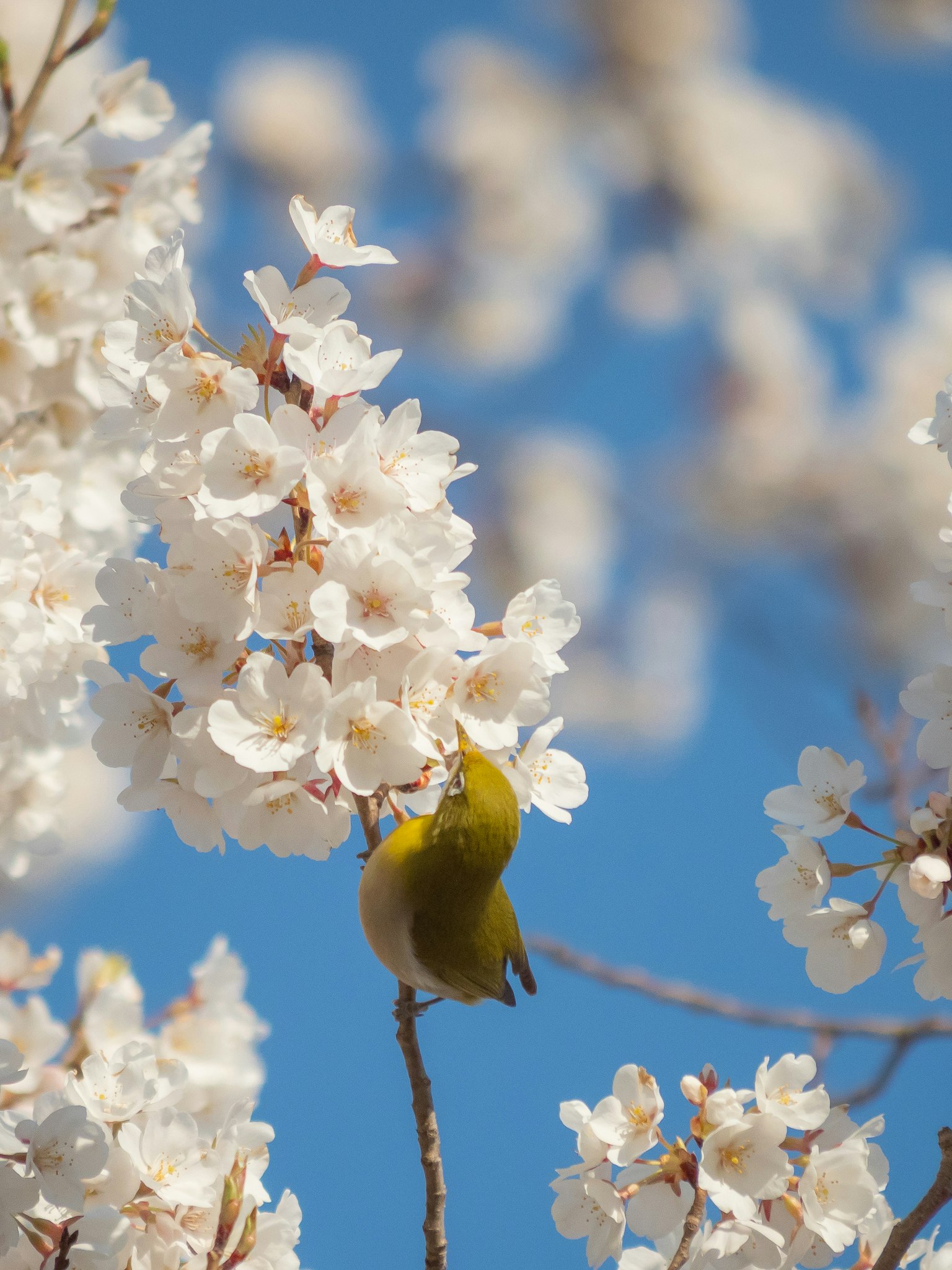 Burung kecil menghisap nektar di antara bunga sakura