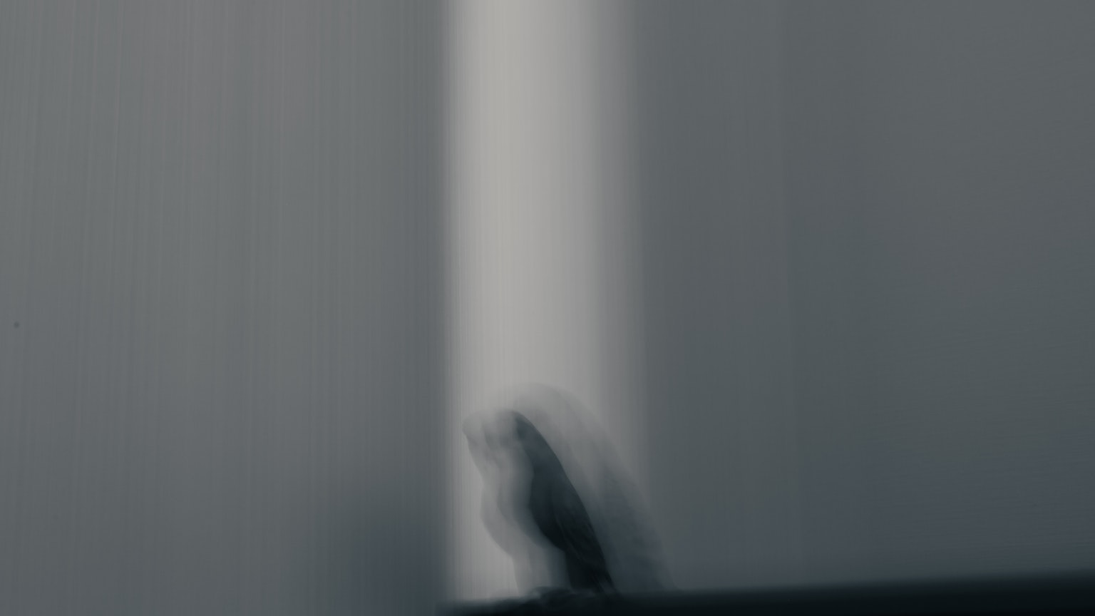 Silhouette of a bird appearing against a blurred background