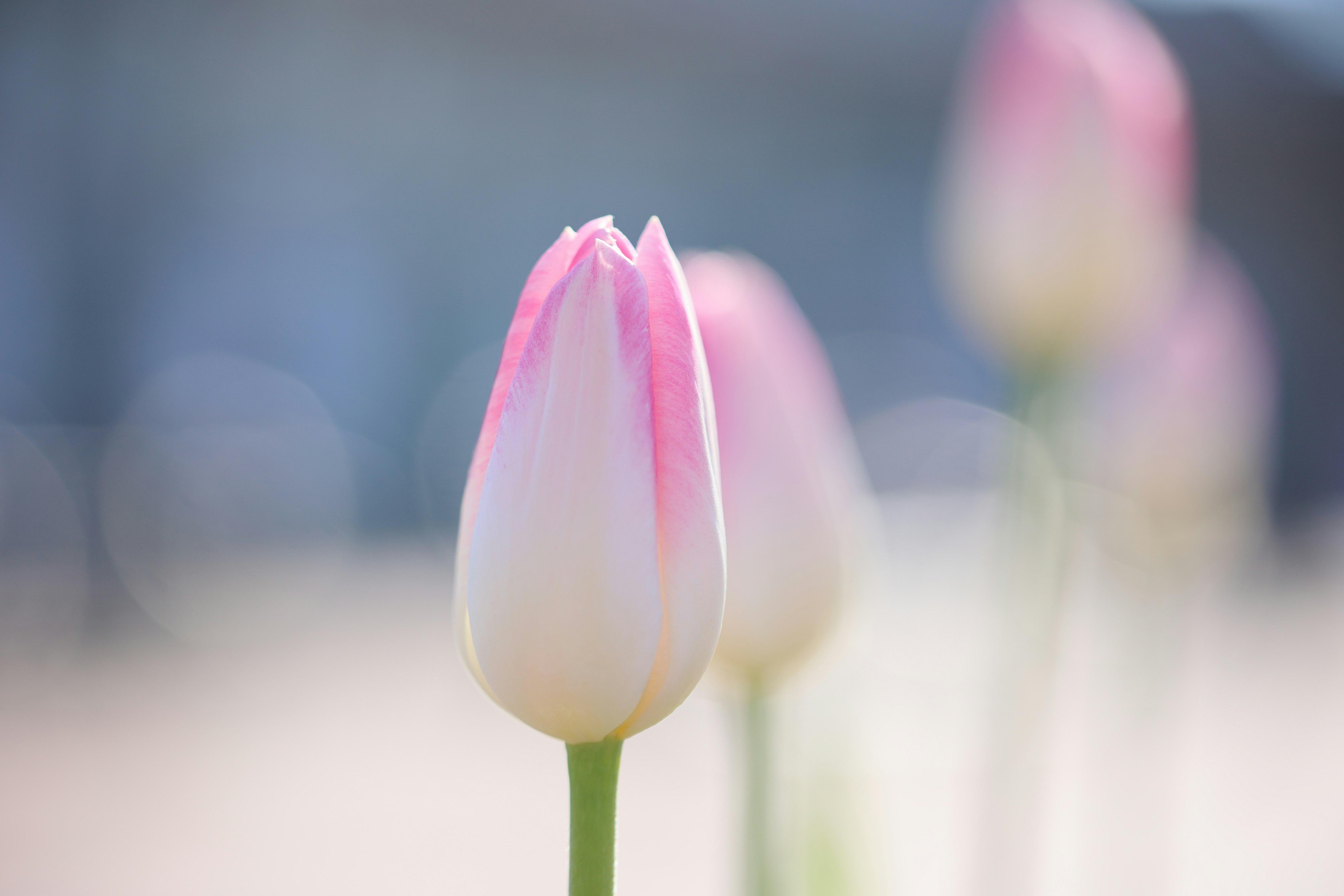 punta del fiore di tulipano rosa con profondità di campo ridotta