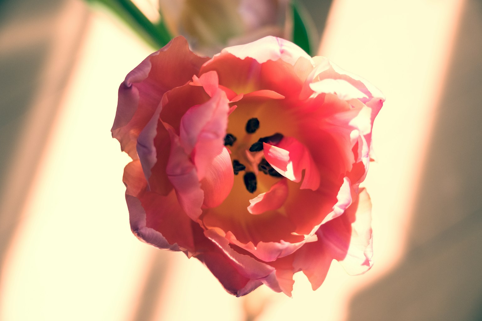 Close-up bunga tulip pink dengan benang sari hitam terlihat