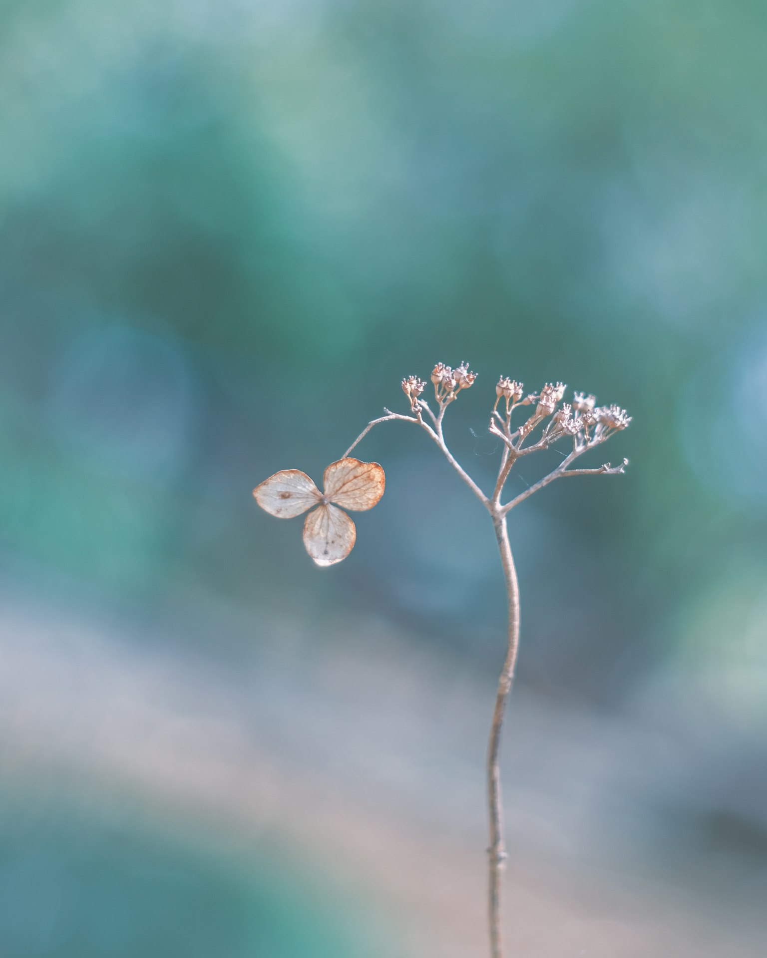 A dried flower stem with small petals against a soft background