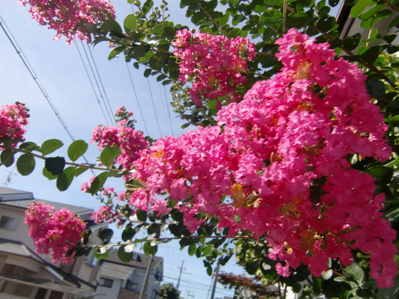 Fiori rosa vivaci che sbocciano su un ramo di albero contro un cielo blu