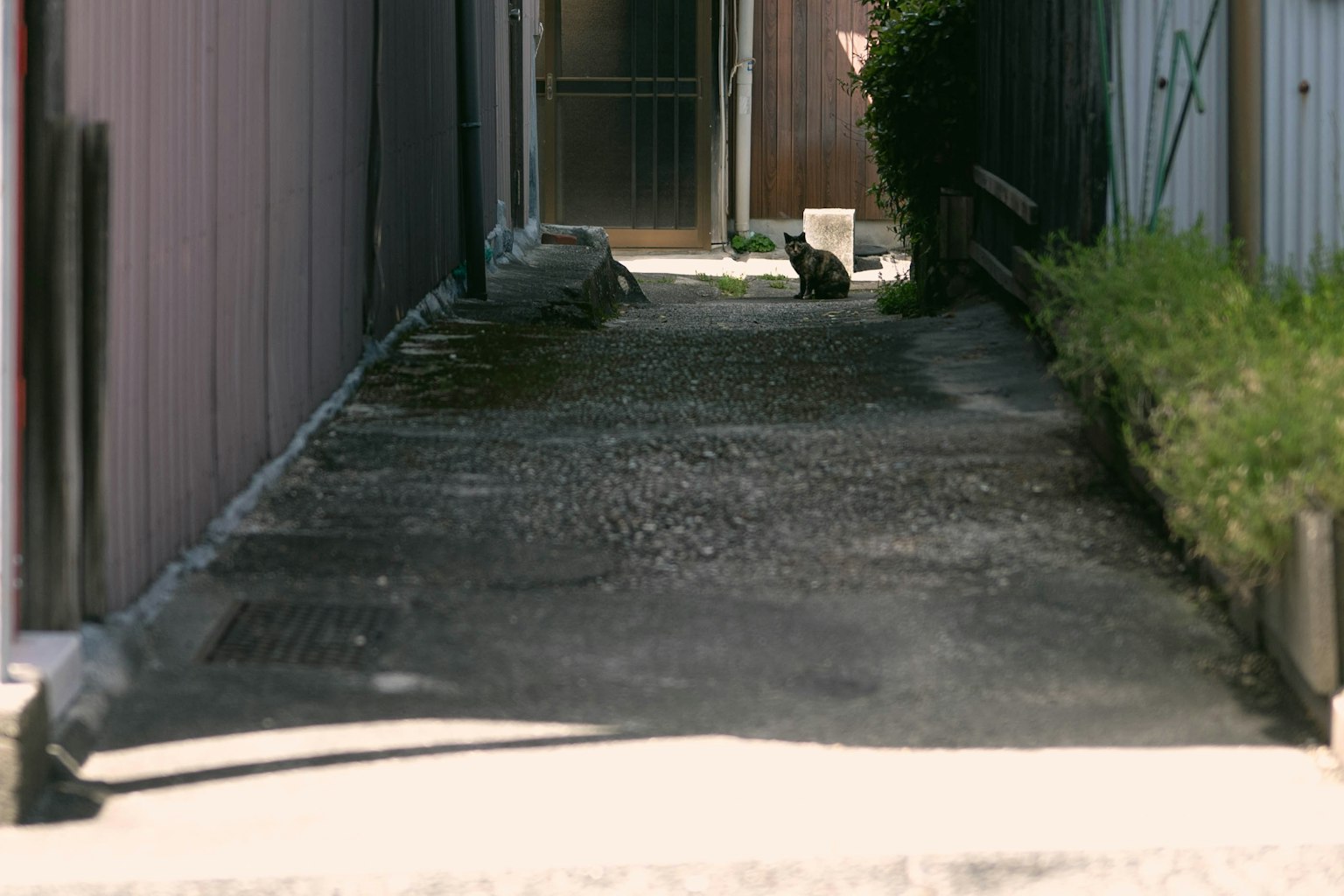 狭い通路に猫がいる風景　周囲に草と建物が見える