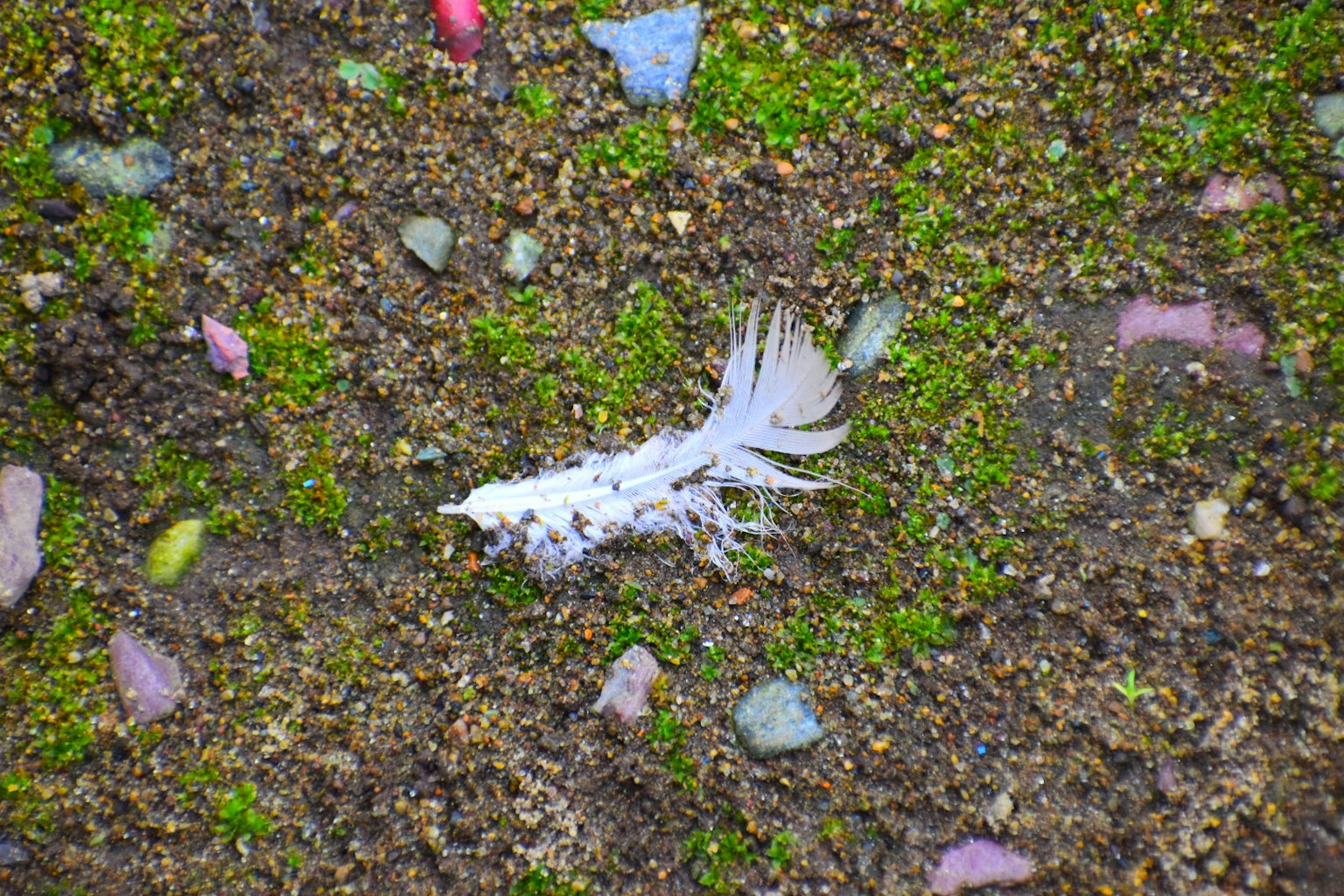 A white feather-like object on green moss and scattered stones