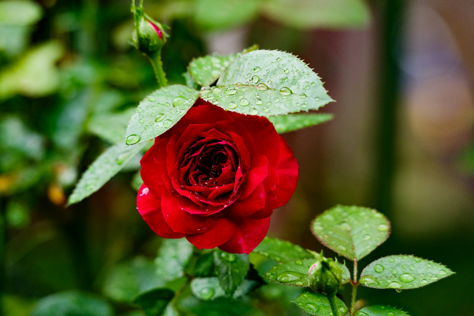 Close-up of a red rose with raindrops on green leaves